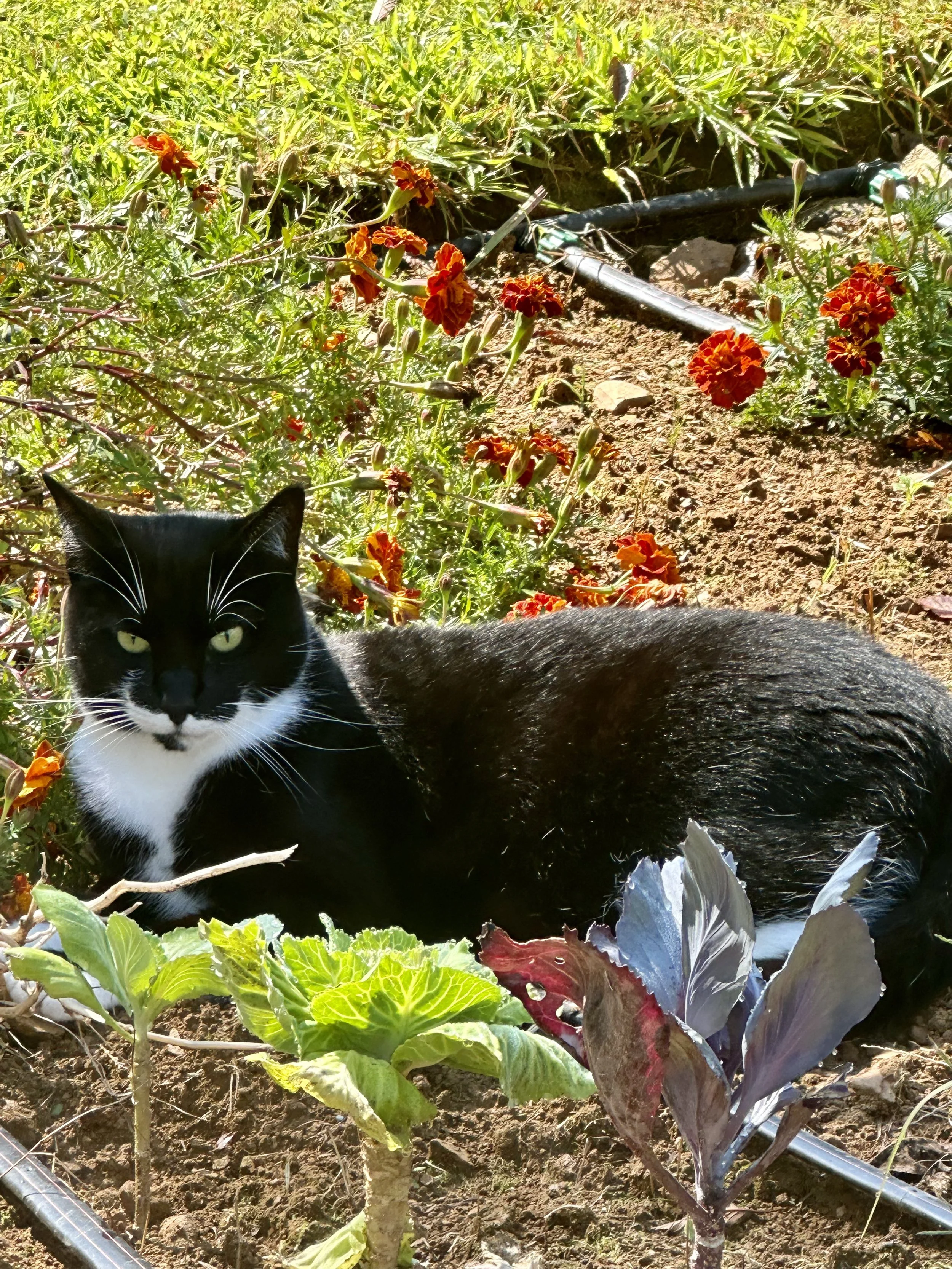 A black and white cat lying among garden plants with orange flowers and a garden irrigation hose in the background.