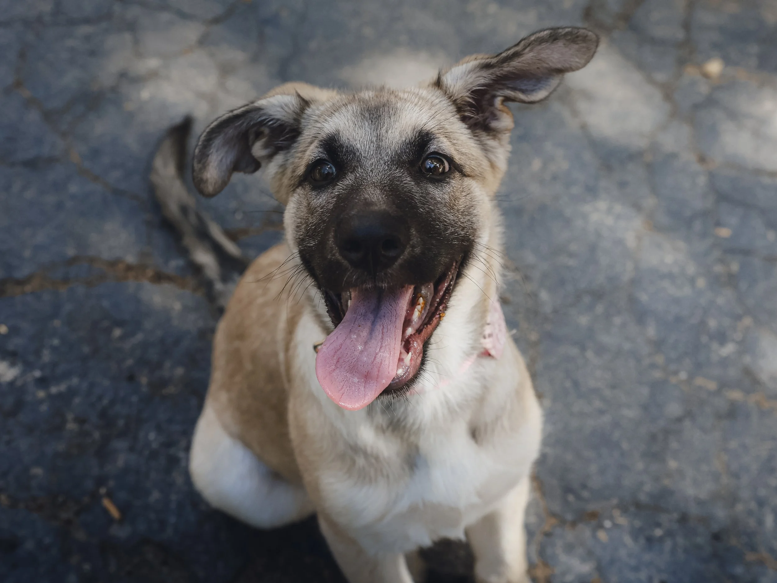 A happy, smiling puppy sitting on a paved surface, with one ear slightly bent and tongue hanging out.
