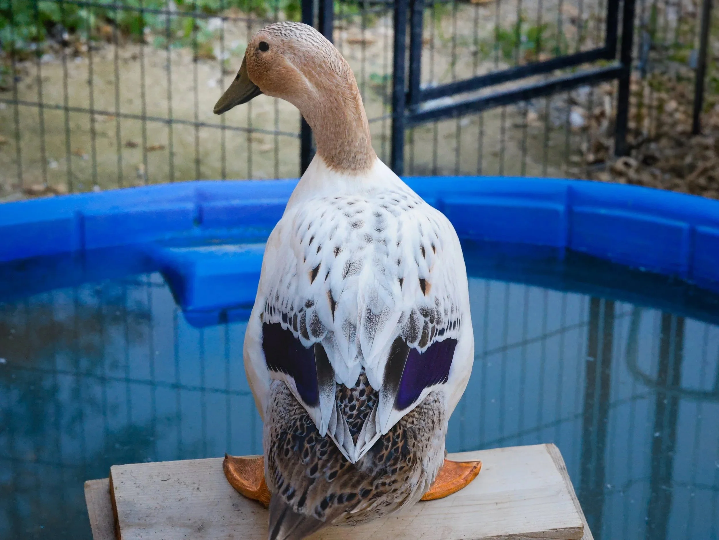 A duck with tan and white feathers, featuring dark purple patches on its back, standing on a wooden perch near a blue plastic pool, with a wire fence in the background.