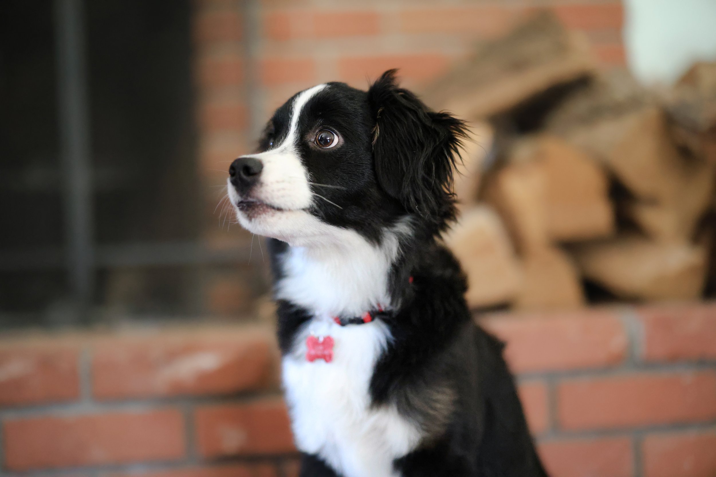 A black and white puppy with a red collar sitting indoors near a brick wall and a stack of firewood.