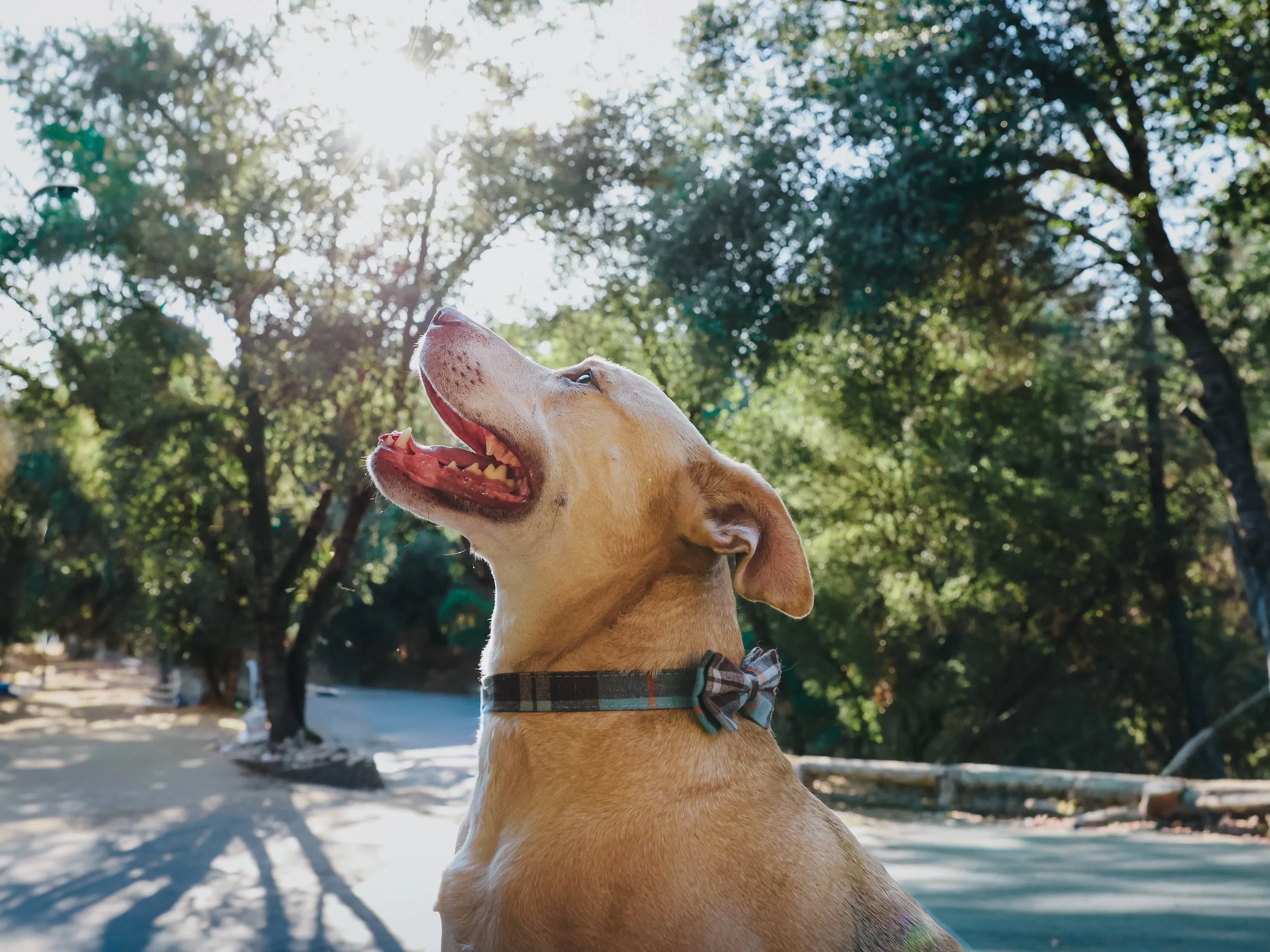 A tan dog with a checkered bowtie around its neck, looking up with its mouth open, outdoors with trees and sunlight in the background.