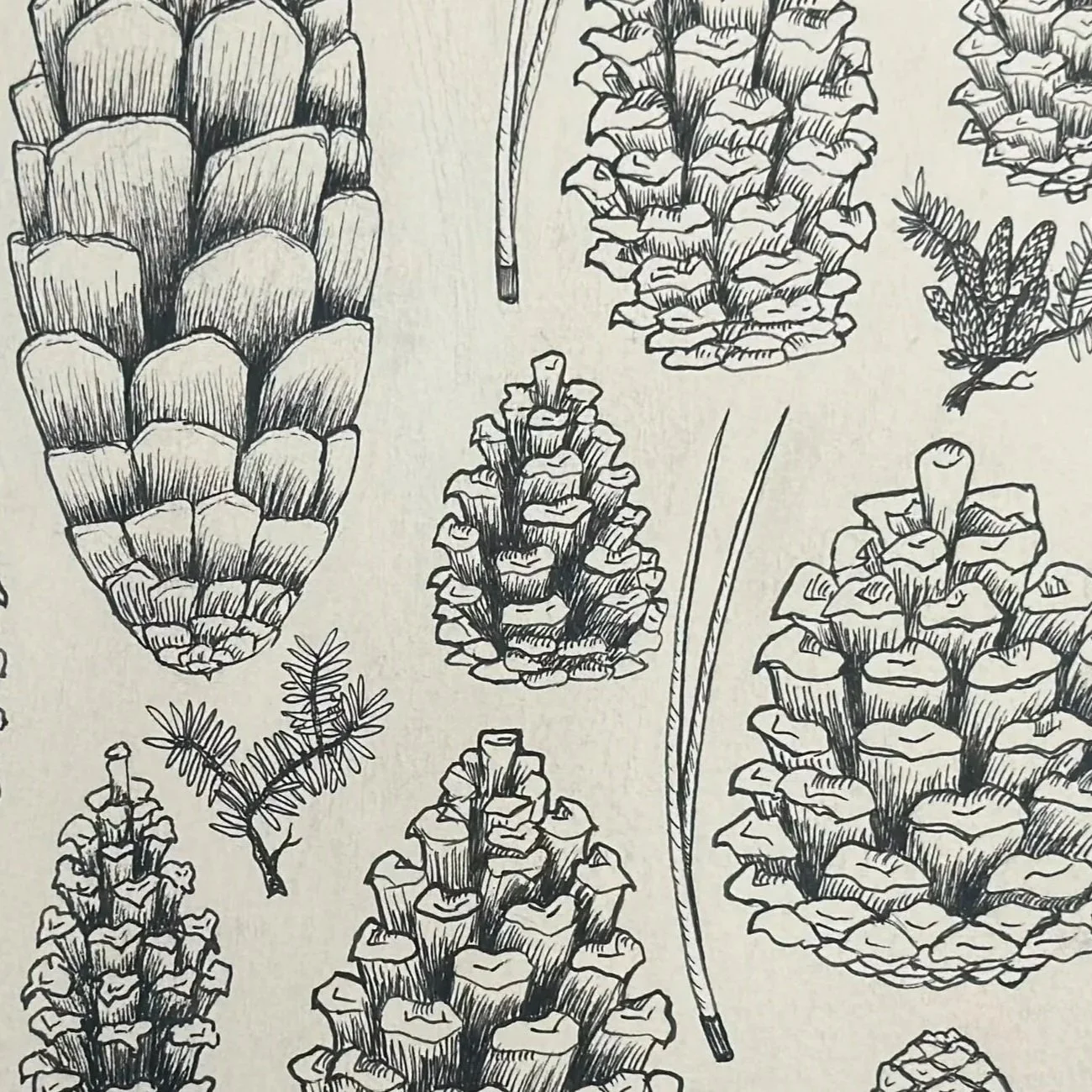 Pen & Ink