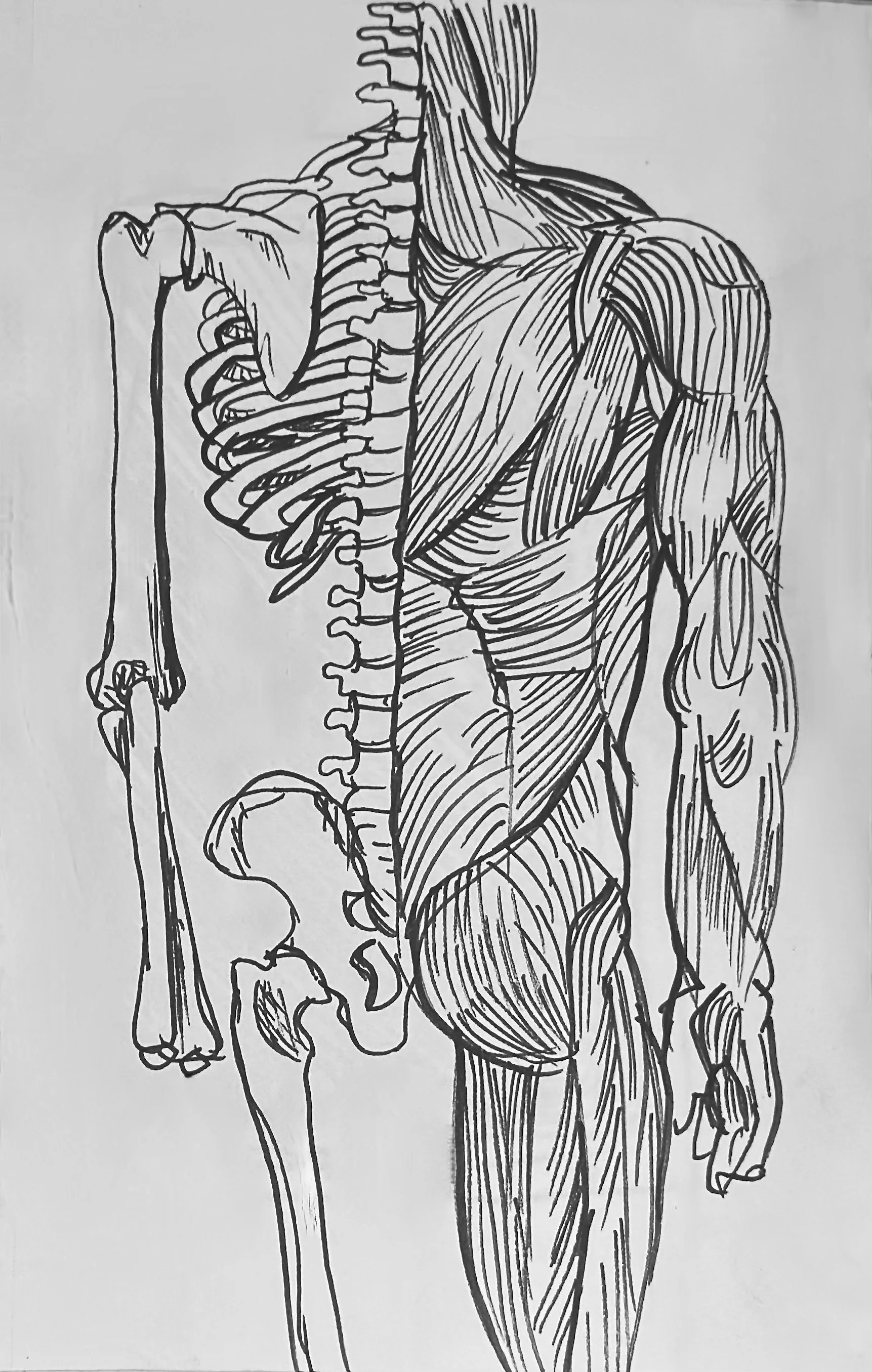 Skeleton and Musculature - 2018