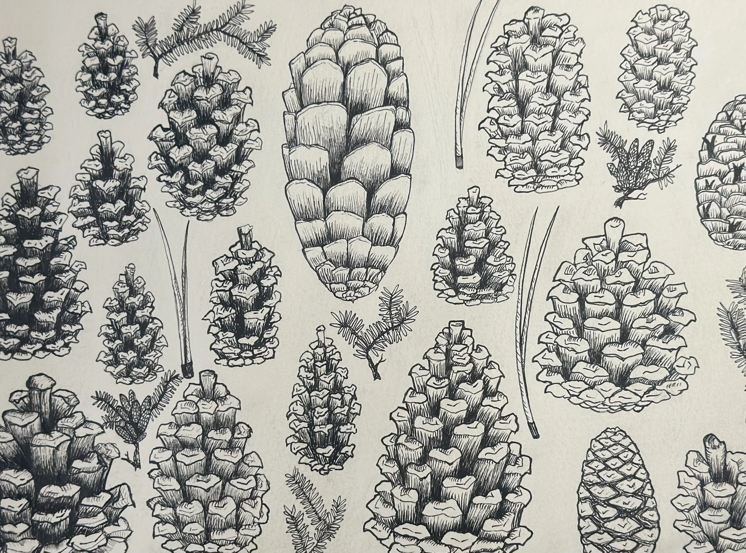 Pinecones - 2017
