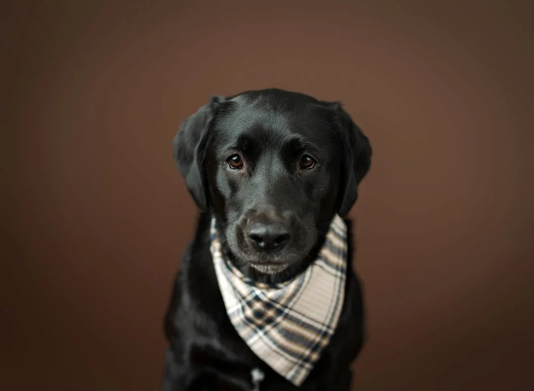 Family photography session in St. louis MO, family photographers near me, best family photographer st louis, studio family photography, studio family session