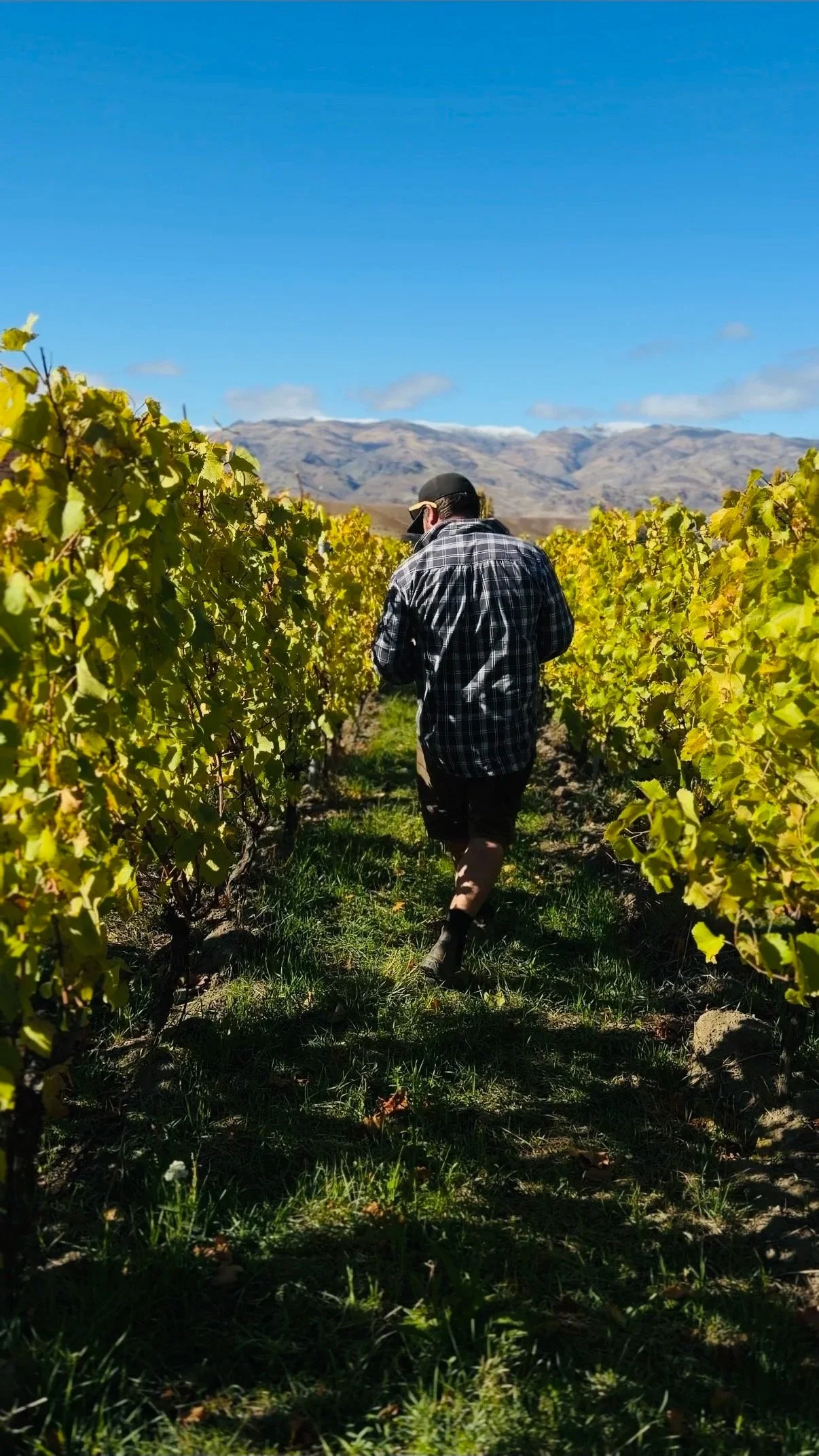 A person walking through a vineyard in a checkered shirt, shorts, and a cap, surrounded by rows of yellow grapevines with mountains and a clear blue sky in the background.