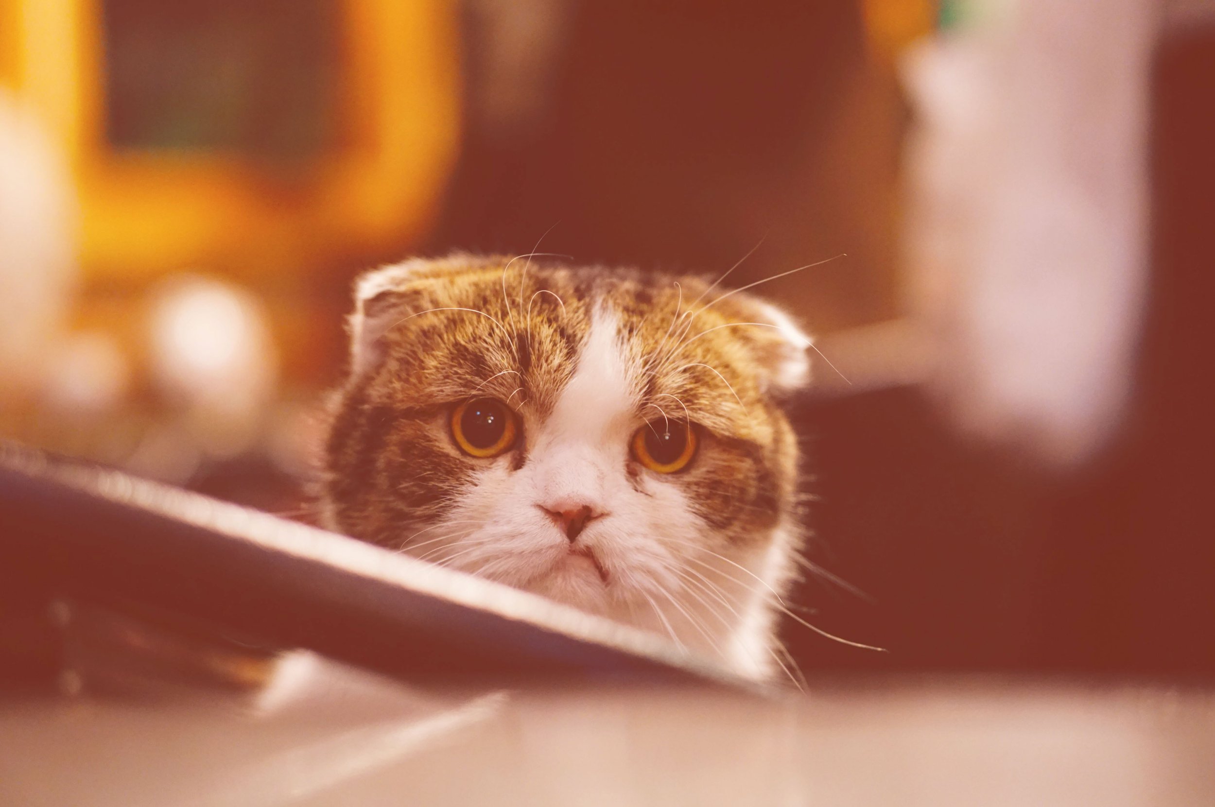 147. Why Do We Get Angry?