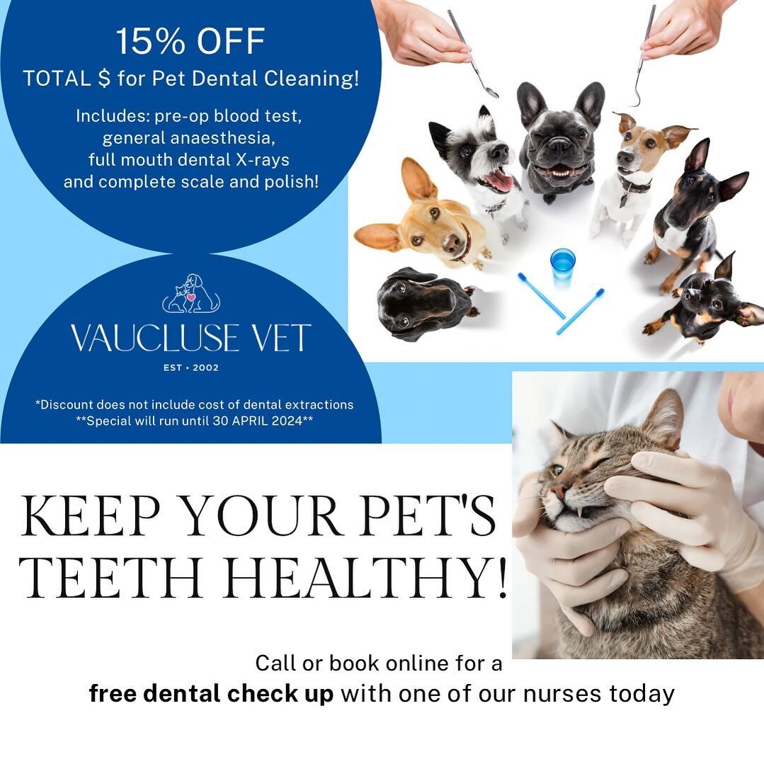 #petdentalcare #vauclusevet #dogdental #catdental #dentaldiscount