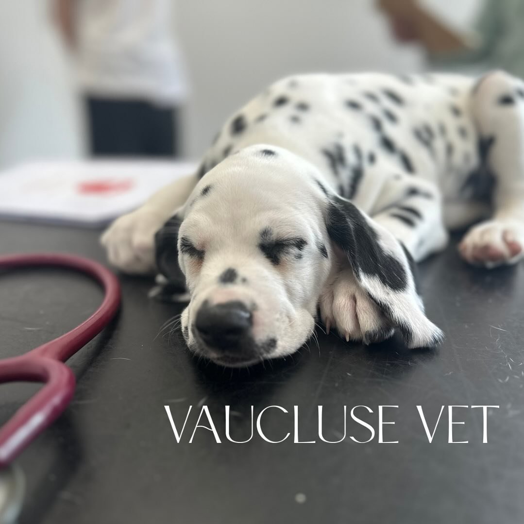 Sweet puppy, Joan, melted our hearts when we met her last week🥰🥹#vauclusevet #dalmation #dalmationpuppy #dogsofsydney #puppiesofsydney #cutestpatients