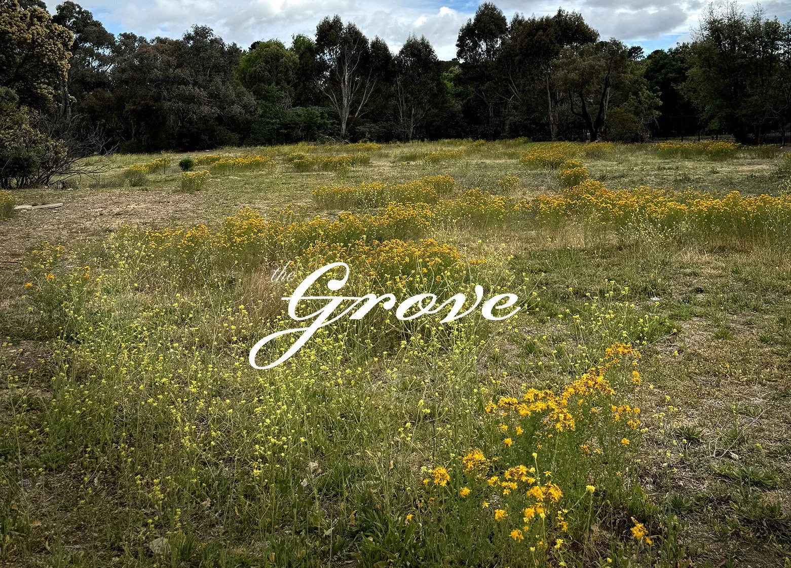 TheGrove2.jpg
