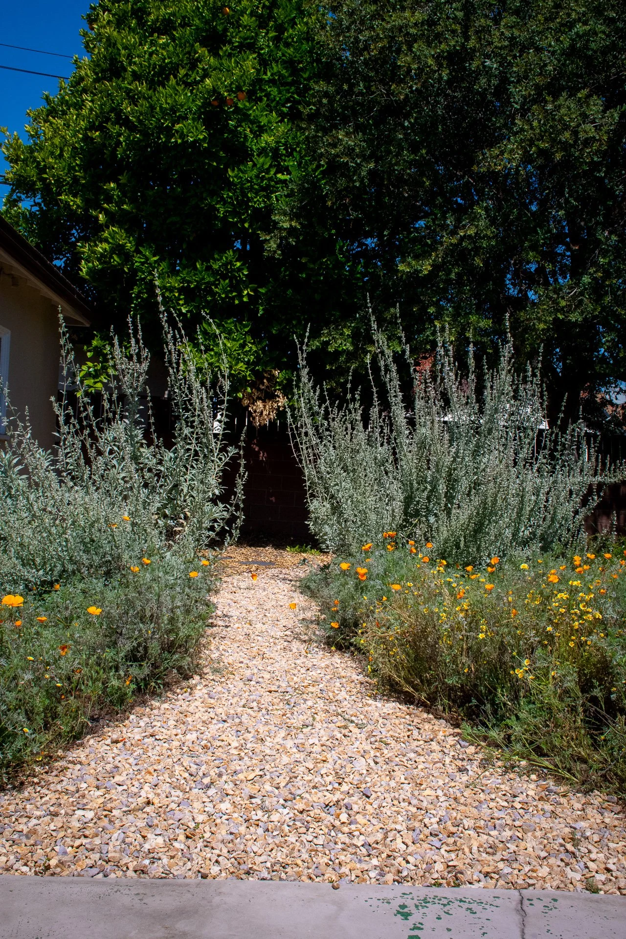 Year One: A pathway winds through the garden, flanked by White Sage on either side, asking you to come enjoy the shade of the magnificent Engelmann Oak at the back.