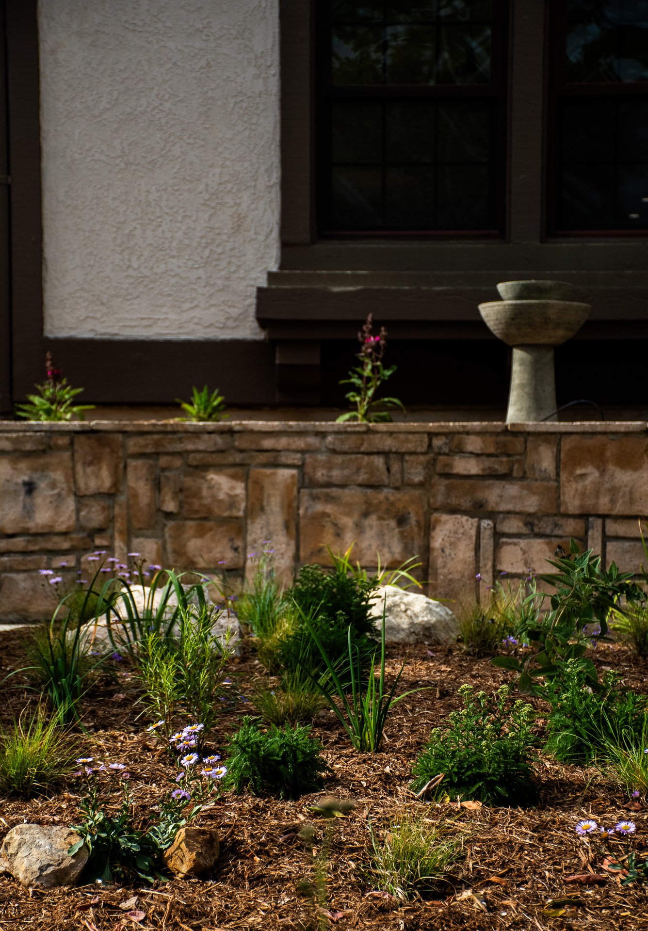 Installation Day: A small fountain surrounded by Hummingbird Sage was strategically positioned outside the living room window for better visuals and so the homeowners cats can watch birds bathe in it.