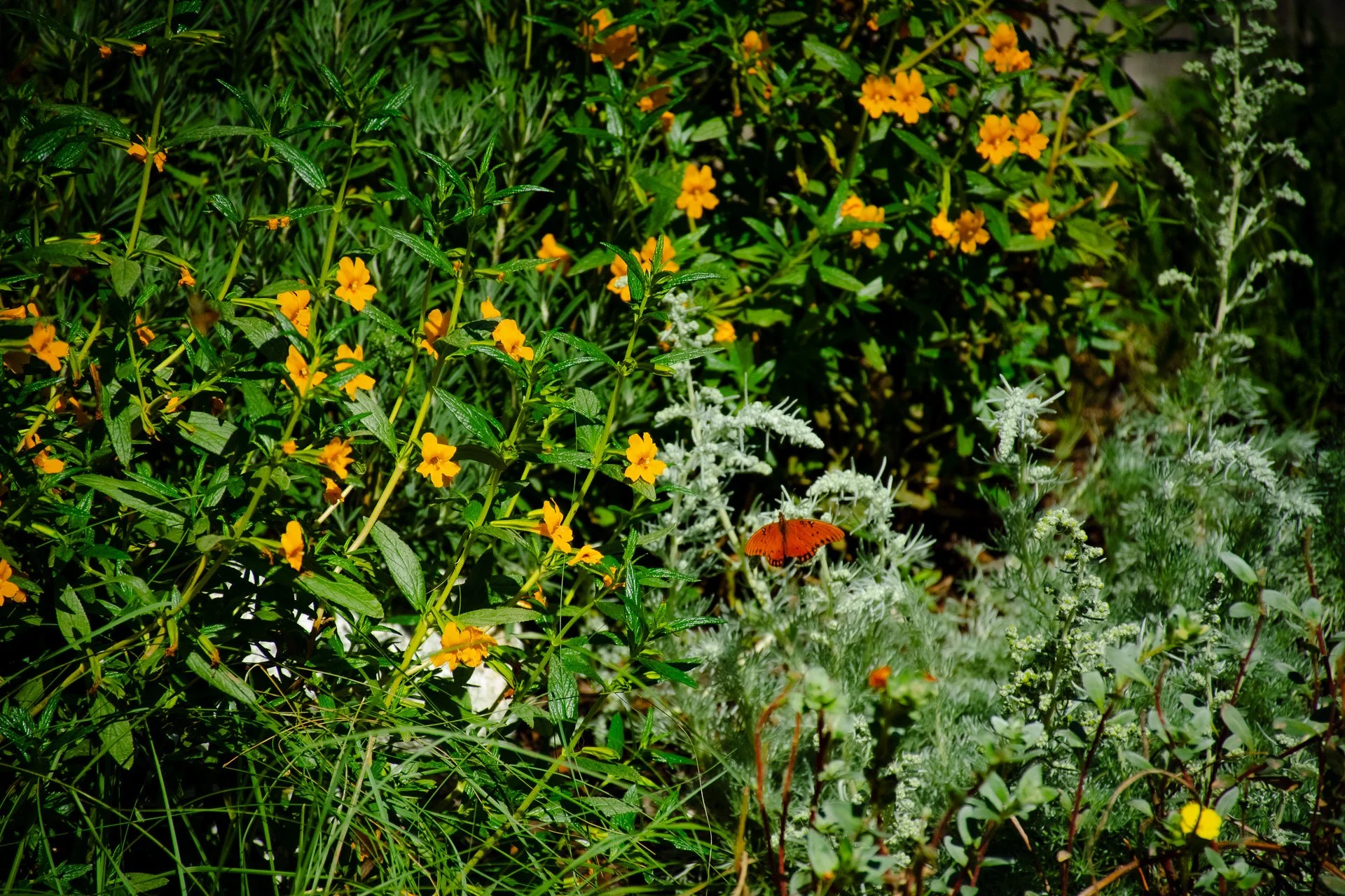 Year One: The butterflies have rave reviews for this garden.