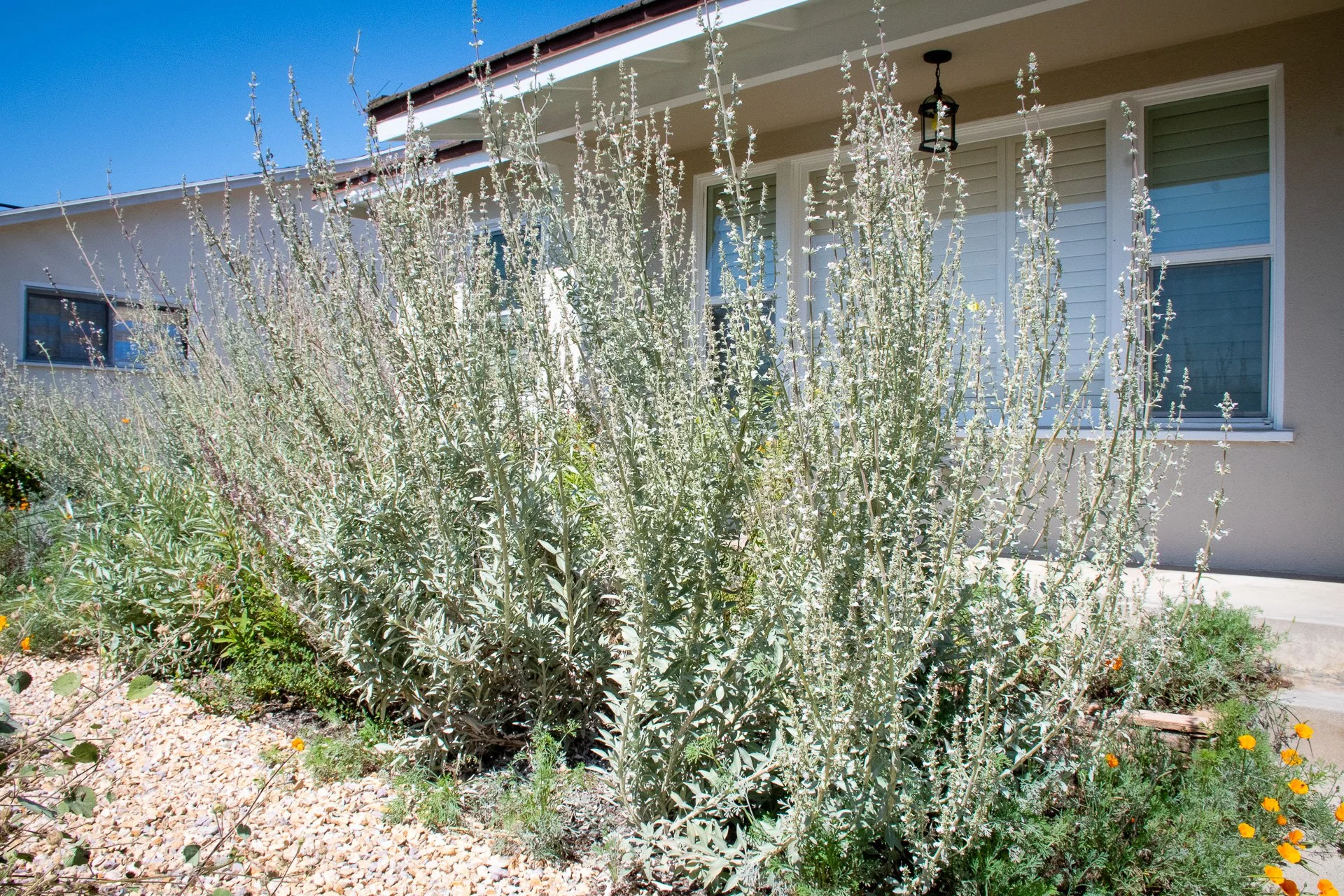 Year 1: White Sage serves as a semi-transparent hedge when in bloom, screening the living room from the street