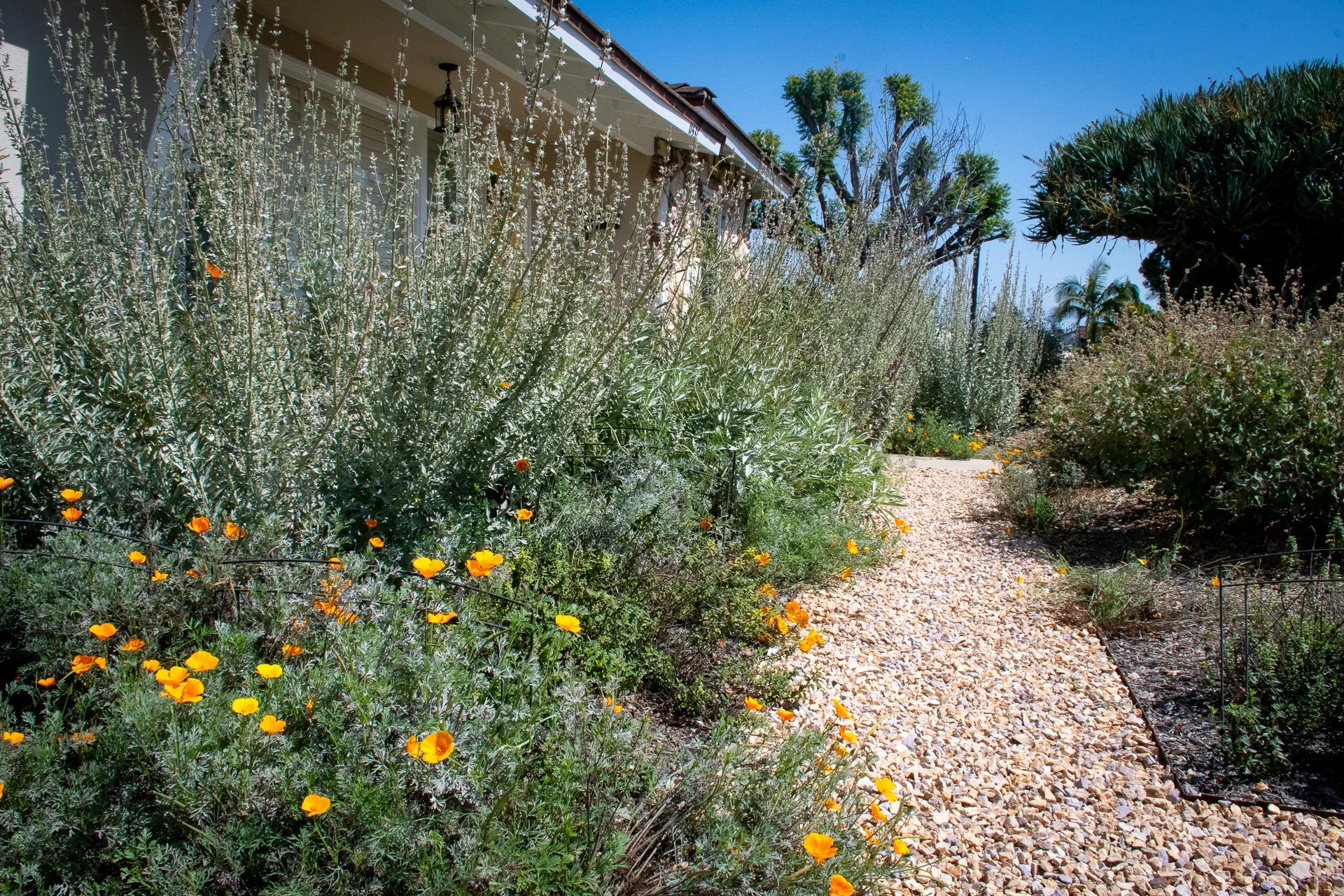Year 1: A permeable pathway connects the driveway to the front door.