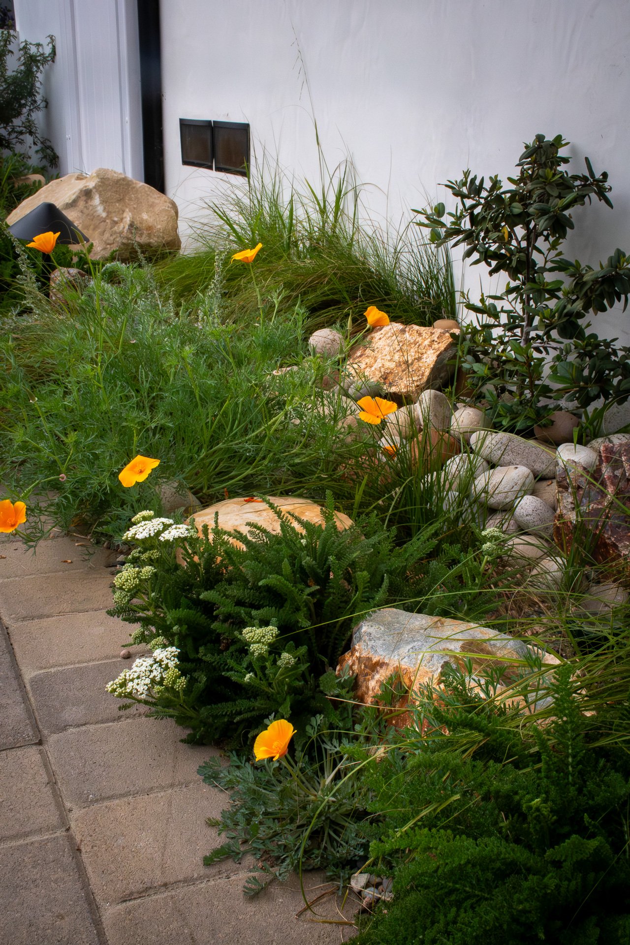 Six Months: A rain garden runs along the side of the house, preventing thousands of gallons of rainwater from washing down the street and into the nearby ocean.
