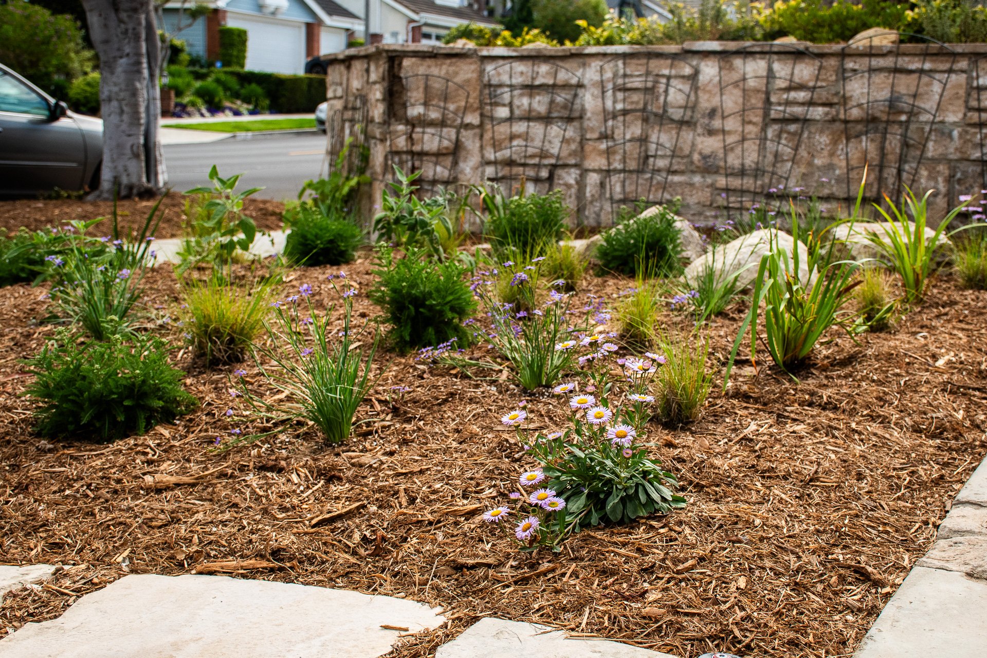 Installation Day: A native meadow featuring Douglas Iris, Seaside Daisy, Blue Grama Grass, and Yarrow provides the main visual interest.