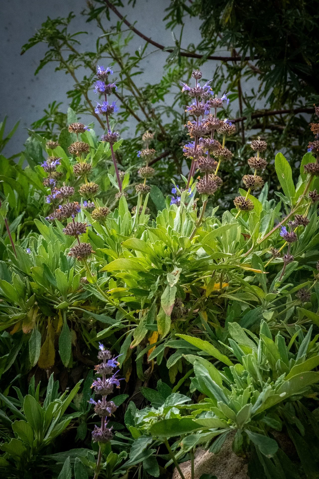 Six Months: Dara's Choice Sage grows in as a groundcover that helps beckon the client to the end of the pathway to smell it.