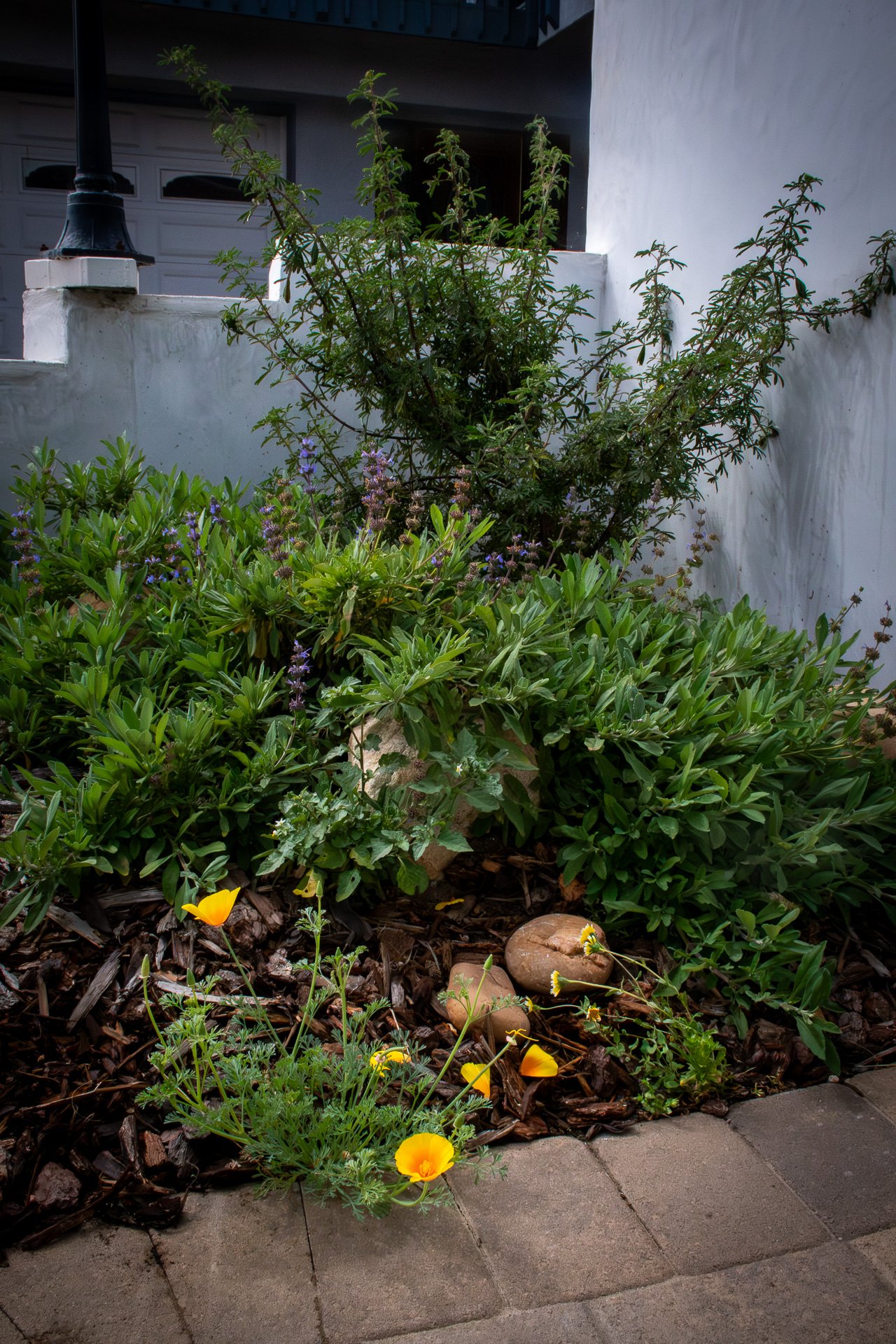 Six Months: A Yellow Lupine is placed at the terminus of the walkway for the client to enjoy once it blooms since their favorite color is yellow.