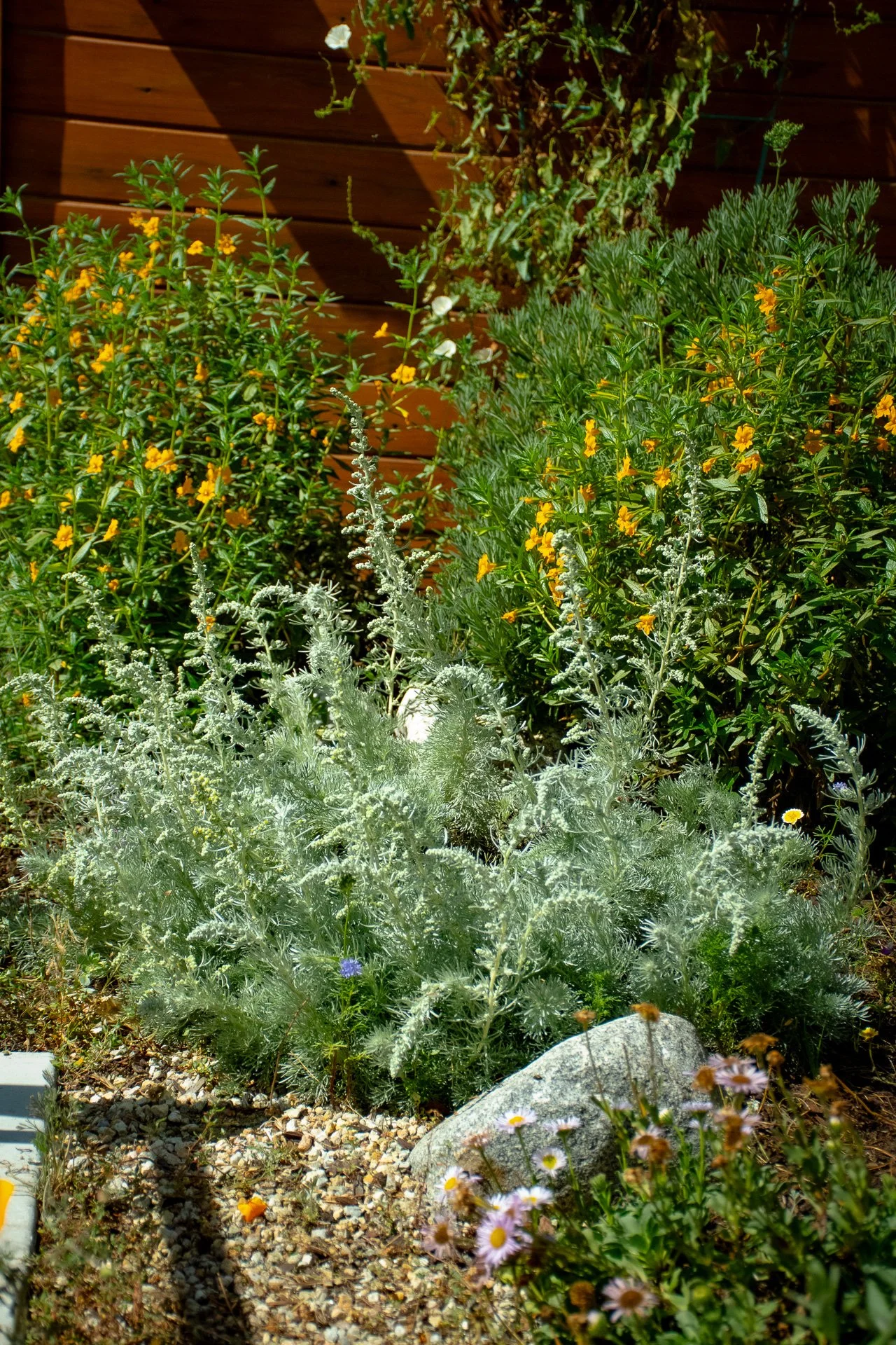 Year One:  Monkeyflower cheerfully contrasts with David's Choice Artemisia both in color, flower and texture.