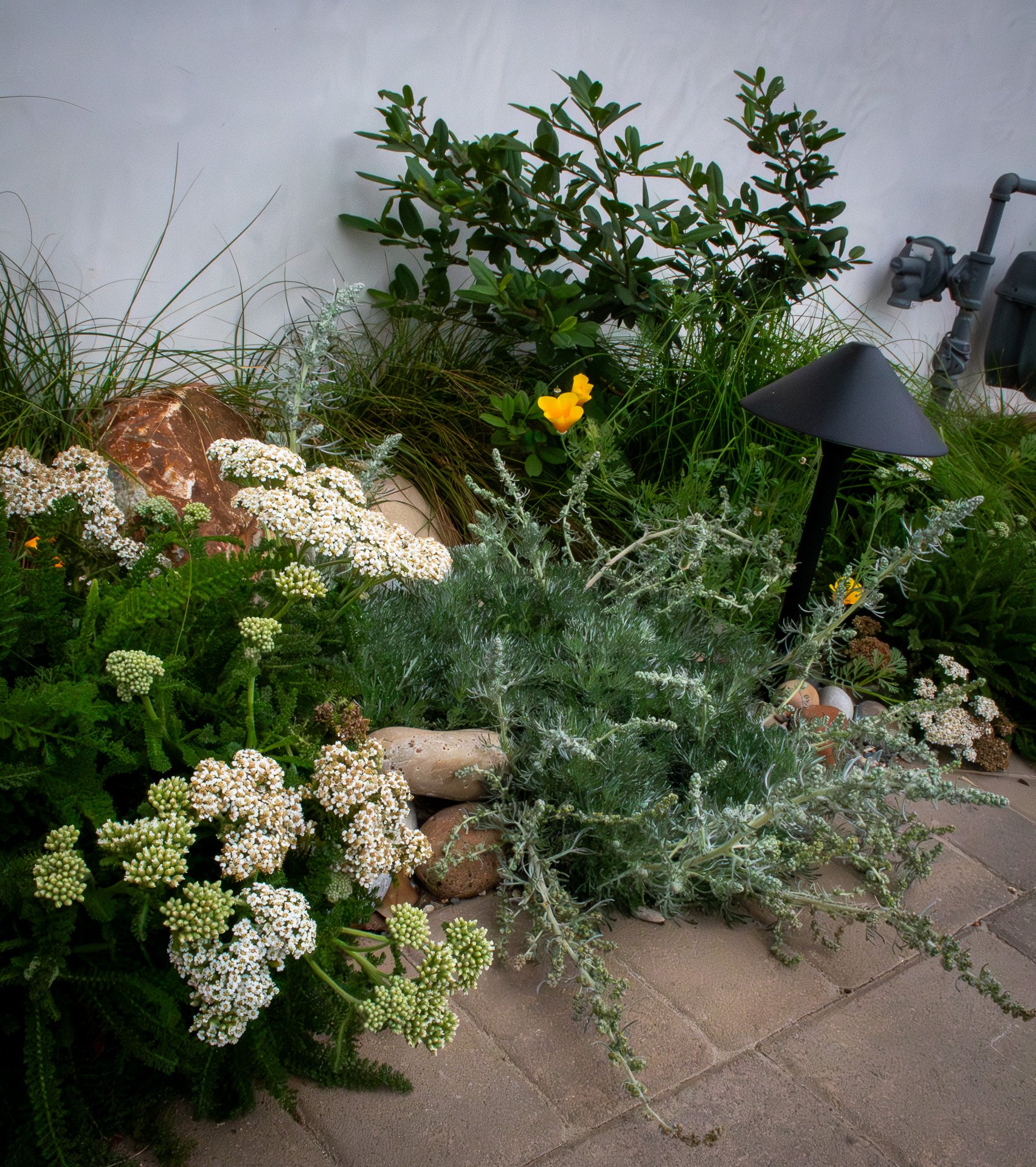 Six Months: A combination of David's Choice Sagewort and Sonoma Coast Yarrow create an interesting visual combination