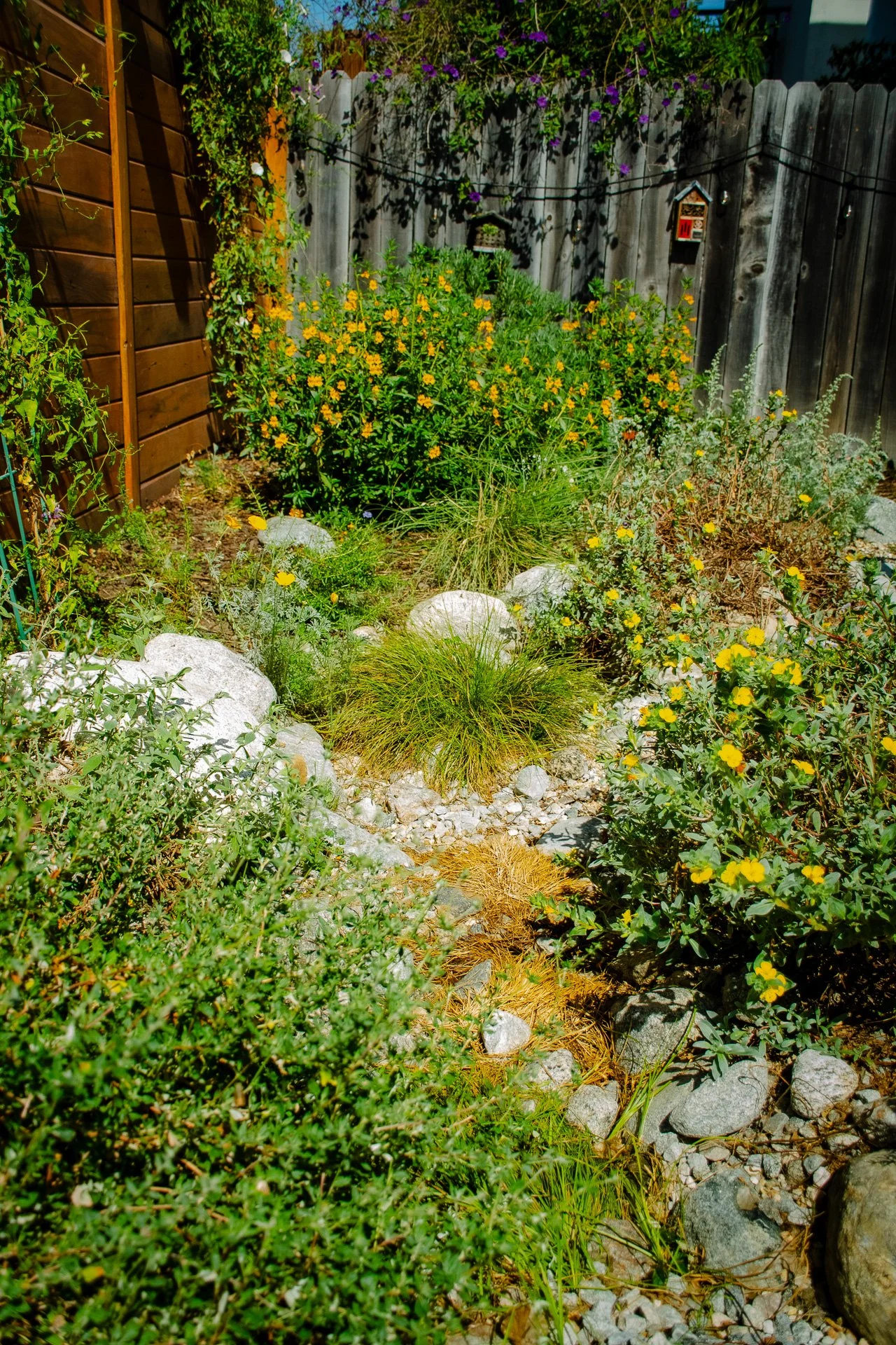 Year One:  The rain garden is now mostly hidden beneath the layers of plant material that thrive on the extra seasonal moisture.