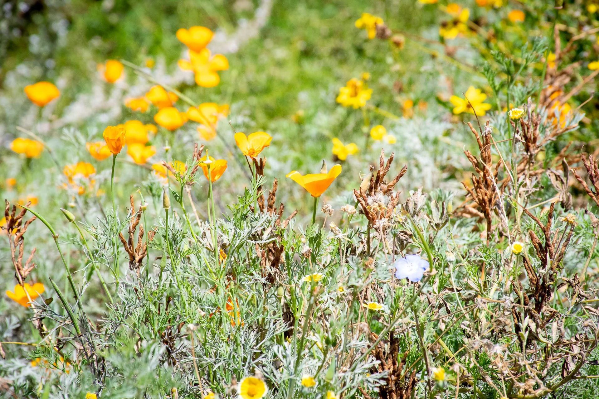 Year One: A small meadow runs along the pathway to create a gracious layering effect along the pathway edge.