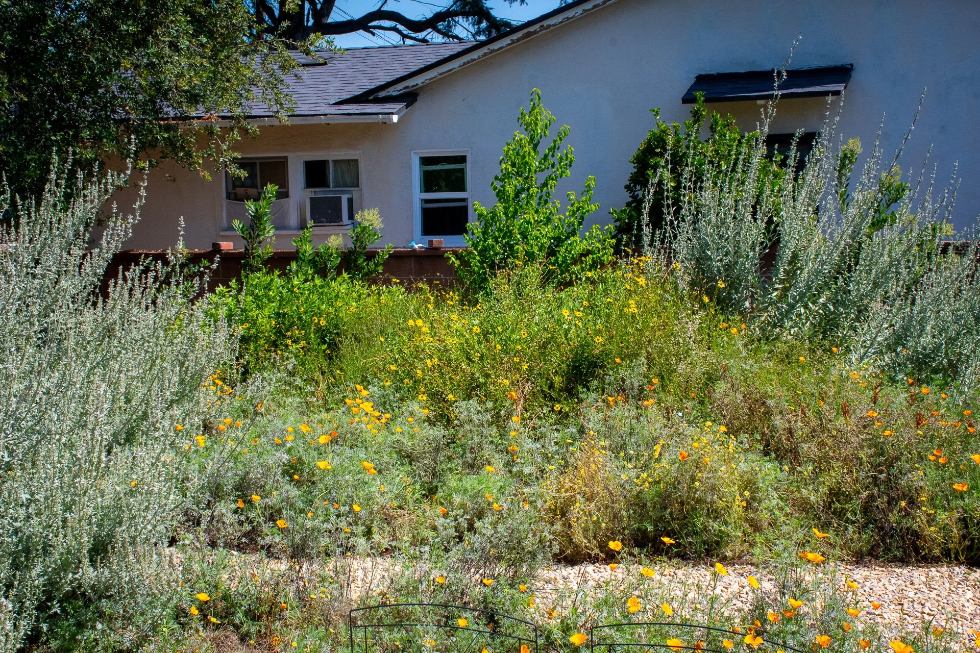 Year One: In the back, a hedge of Toyon and Island Cherry will screen the neighbor's house while providing ample habitat for birds.
