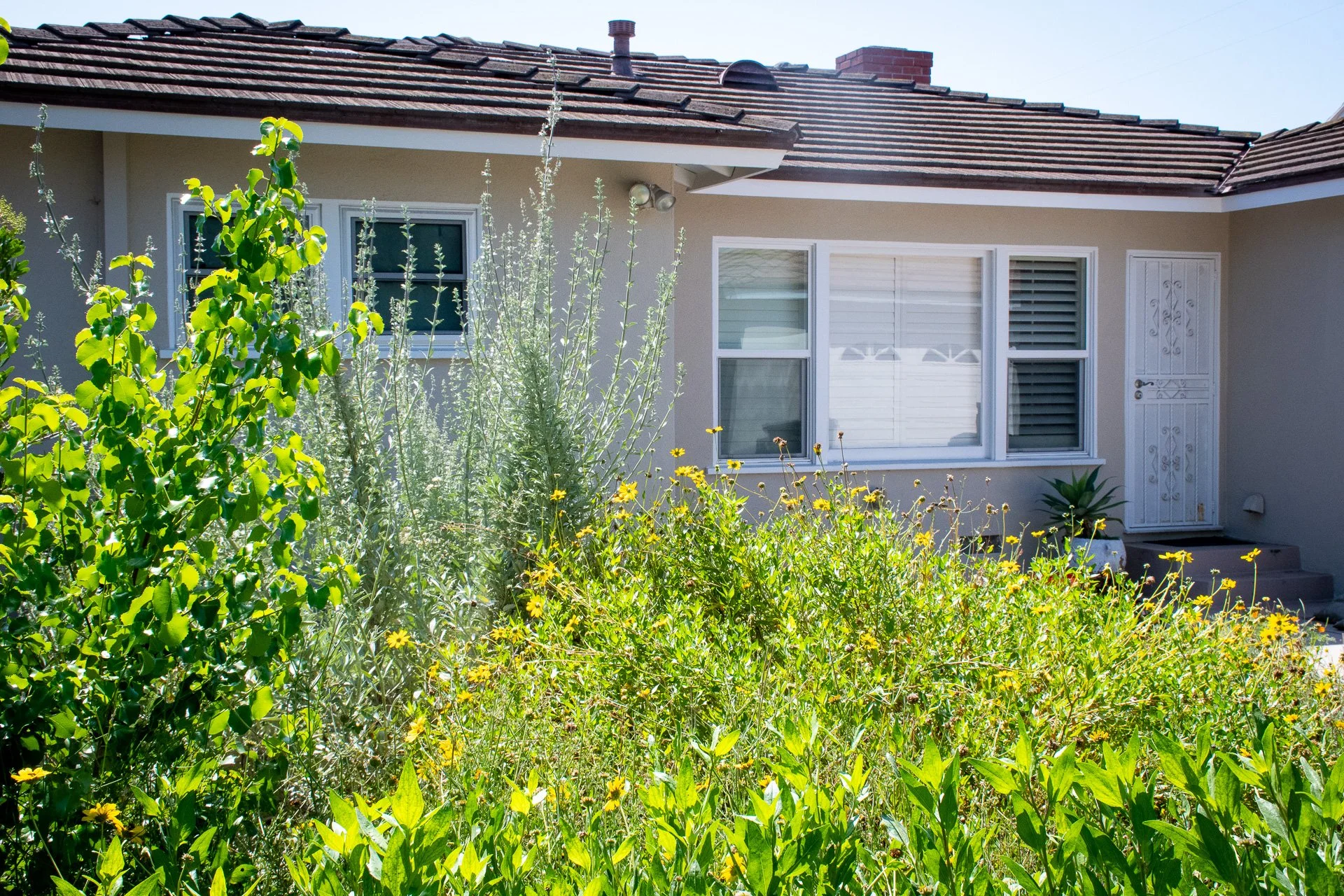 Year One: California Bush Sunflower provides a joyful spring display of yellow before going to sleep in the summer.
