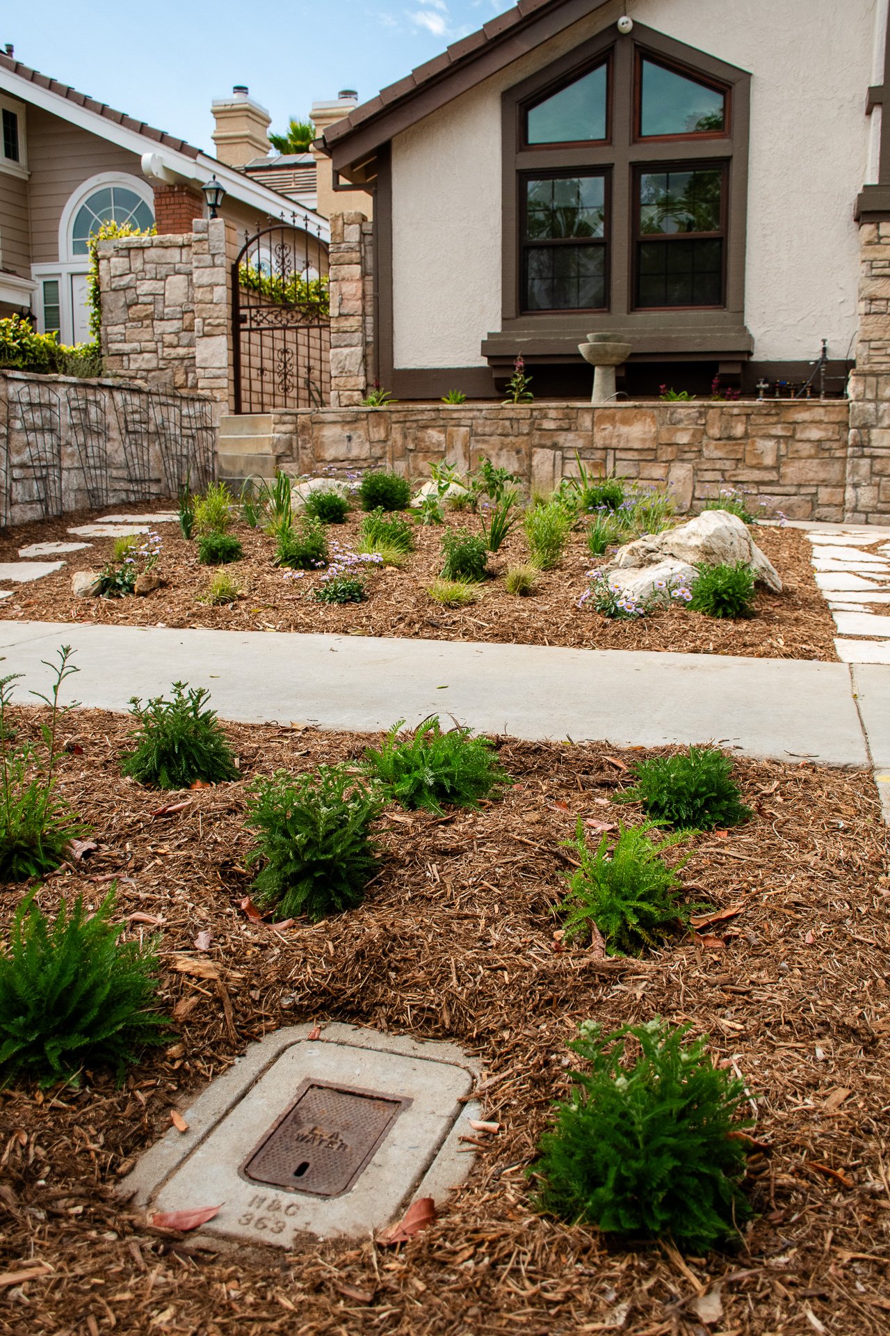 Day One: The parkway was also redone with an alternating pattern of different colored Yarrows for visual interest.