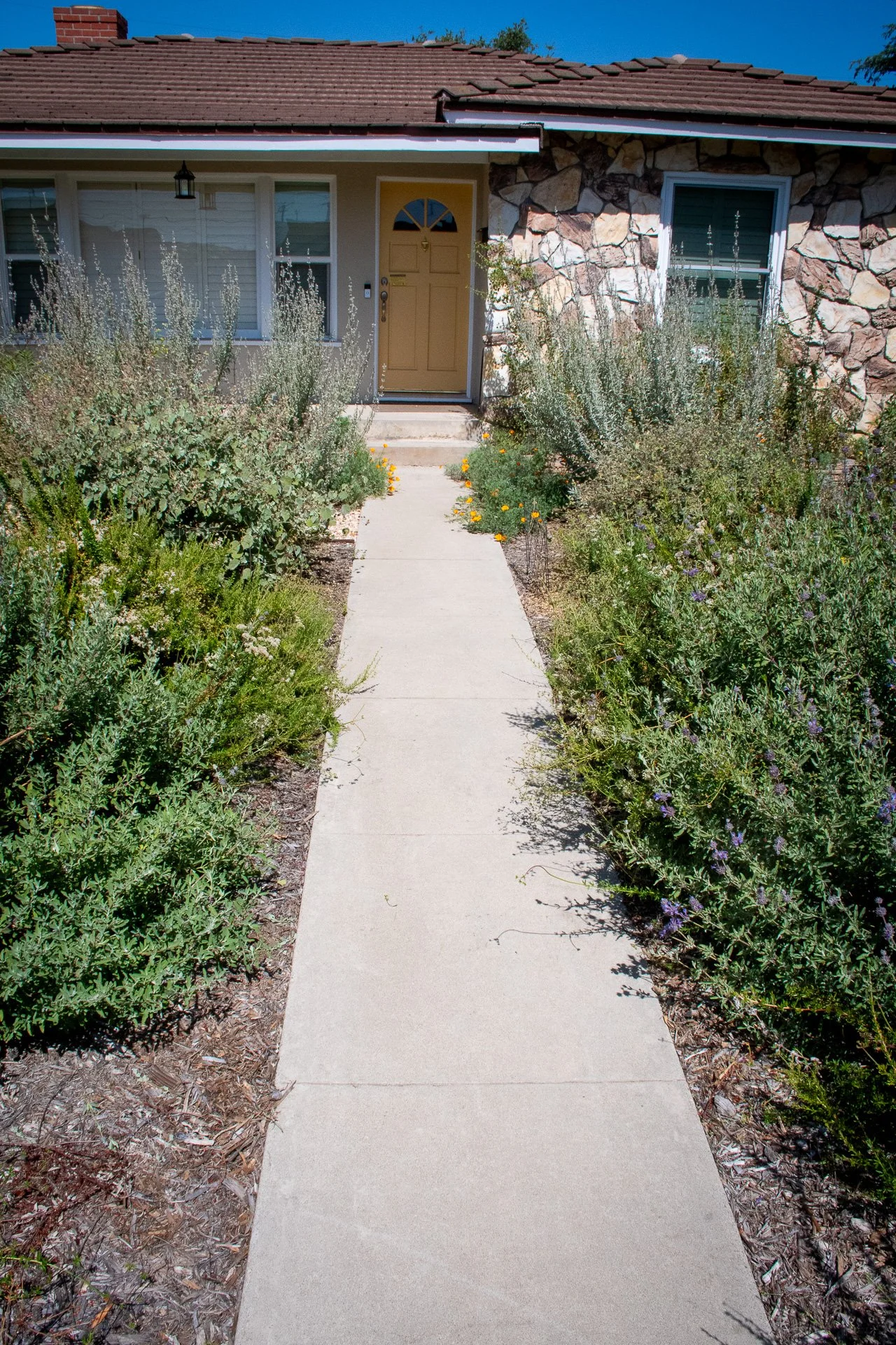 Year 1: Buckwheats and Sage frame the entrance to the door.