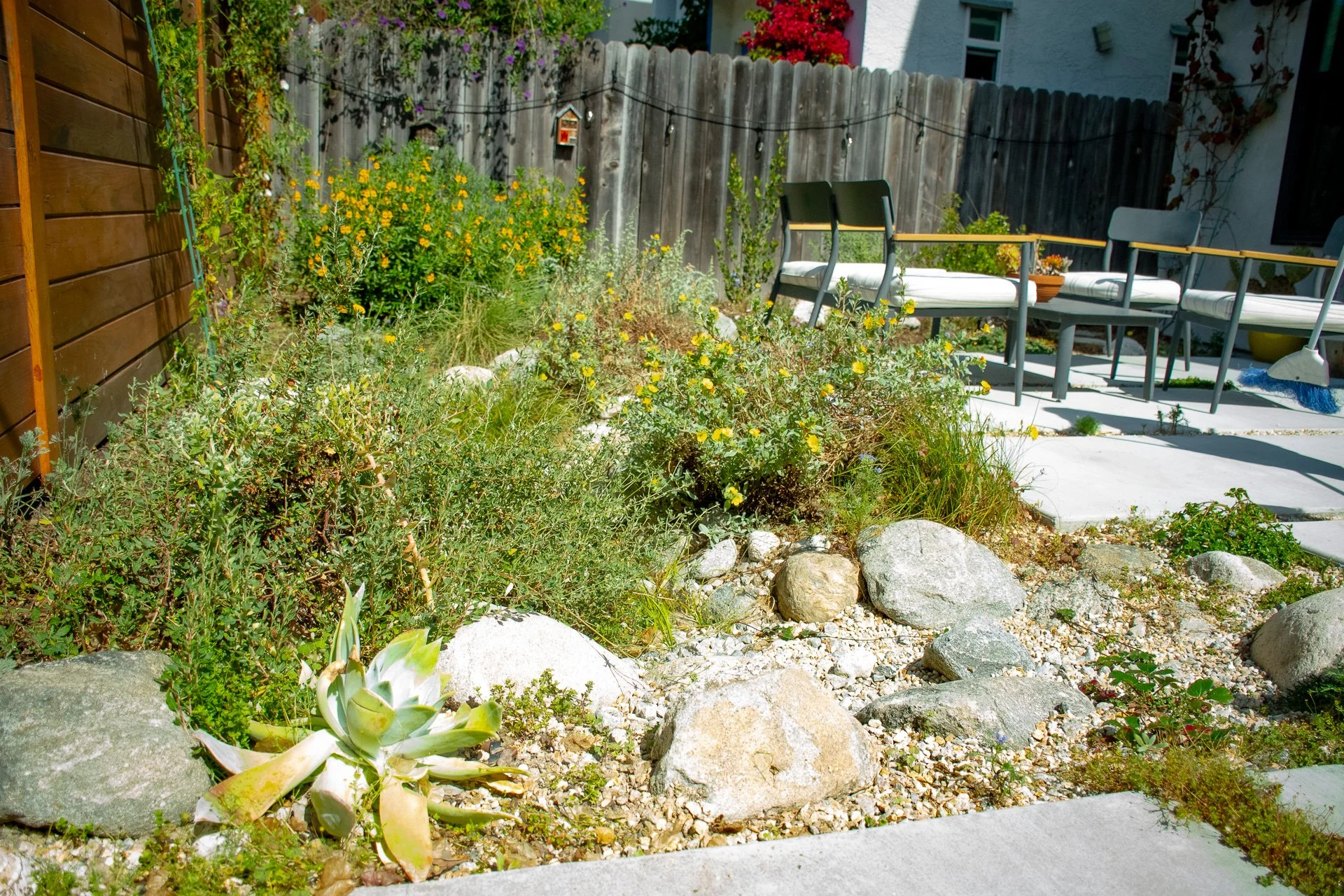 Year One: The plants have grown in nicely thanks to the drip irrigation system installed.