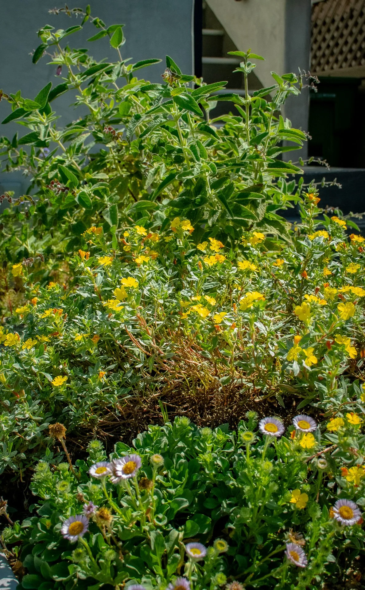 Year One: Beach Suncups, Seaside Daisy and Fragrant Pitcher Sage help divide the path from the patio.