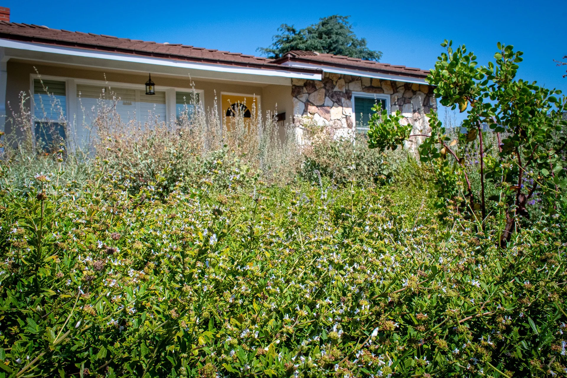Year One: Low growing black sage fills in underneath a juvenile Bigberry Manzanita.