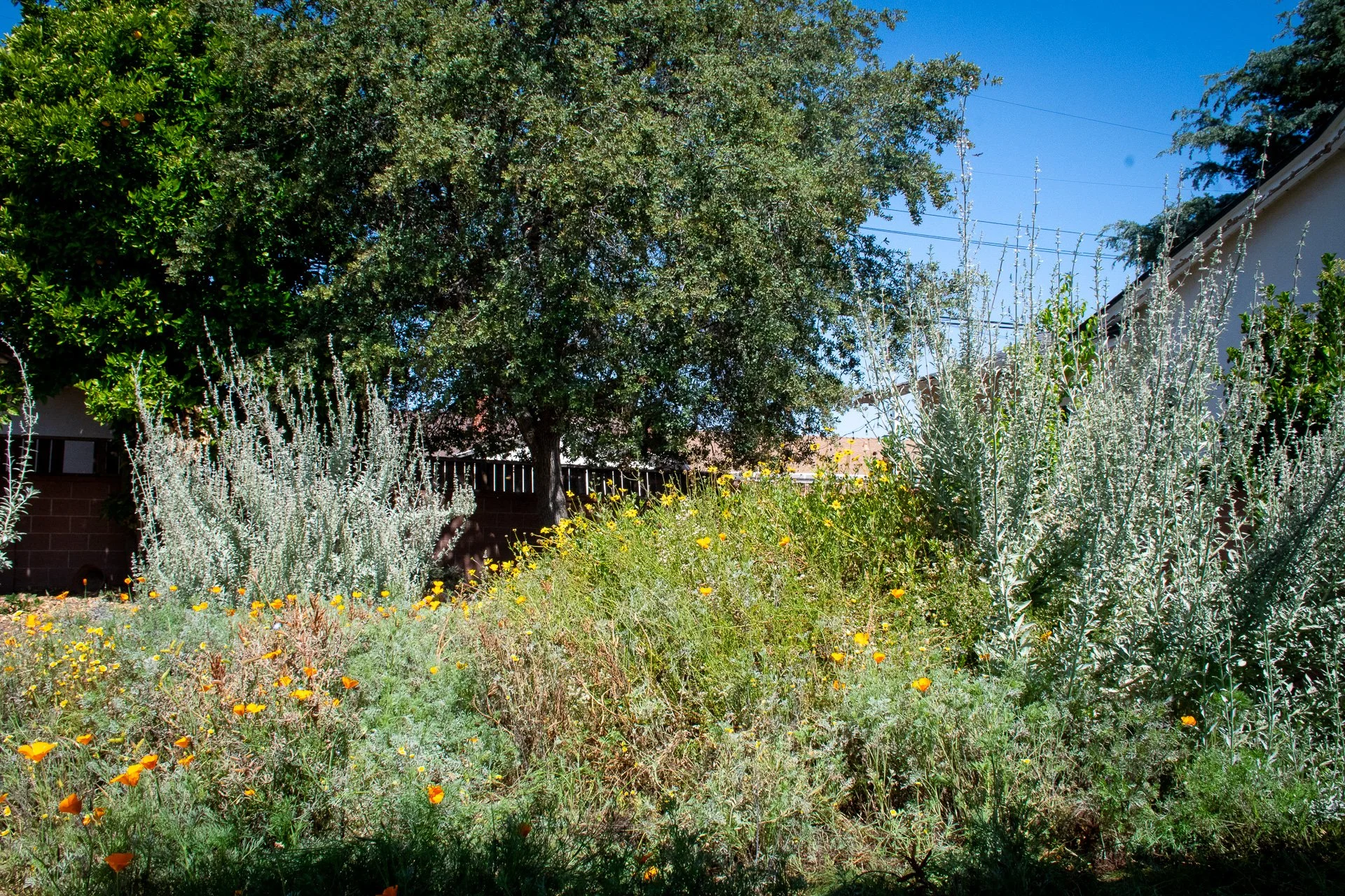 Year One: Buckwheat, White Sage, and California Sunflower create long lasting blooms and seasonal interest.