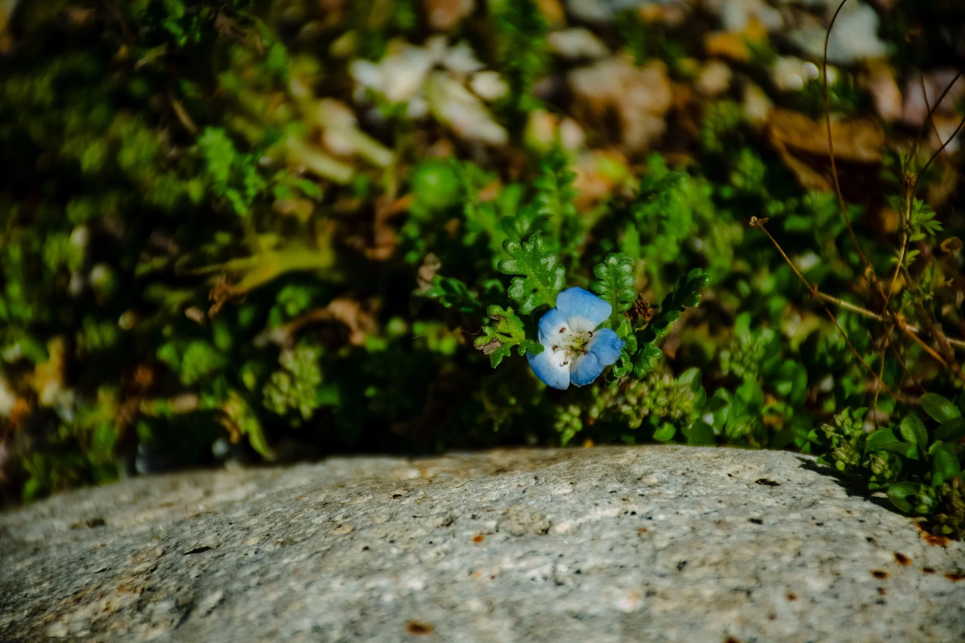 Year One: Wildflowers like Baby Blue Eyes have gone to seed and create a seasonally changing palette of color year after year, every spring.