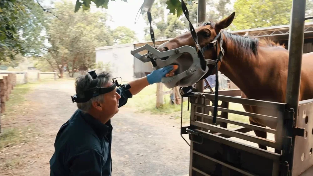 Pegasus Veterinary Equine Dentistry