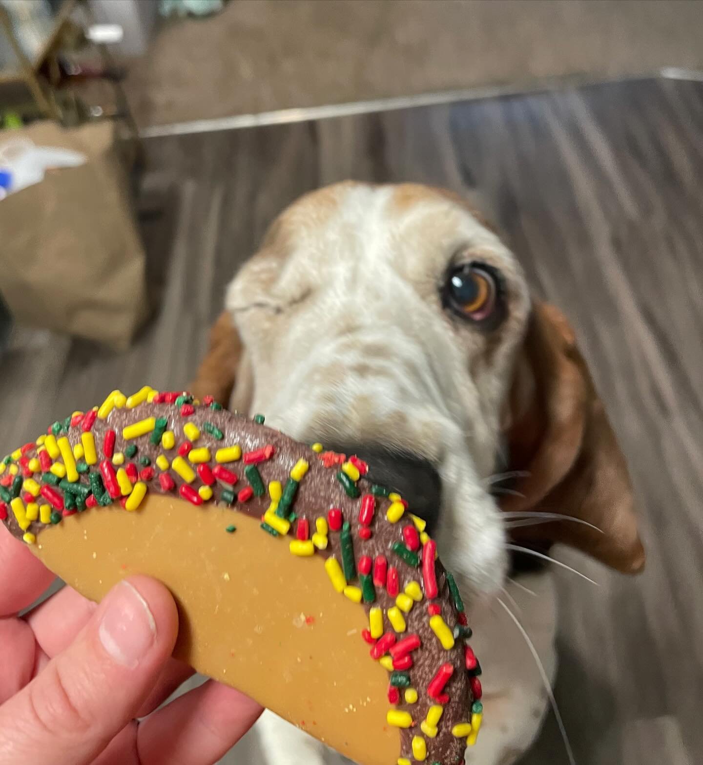 This is Rosie, she came in during her walk and wanted to share how much she enjoyed her taco cookie. 
🌮 😋 🌮 
Happy Cinco De Mayo! 
#cincodemayo #taco #naturalpet