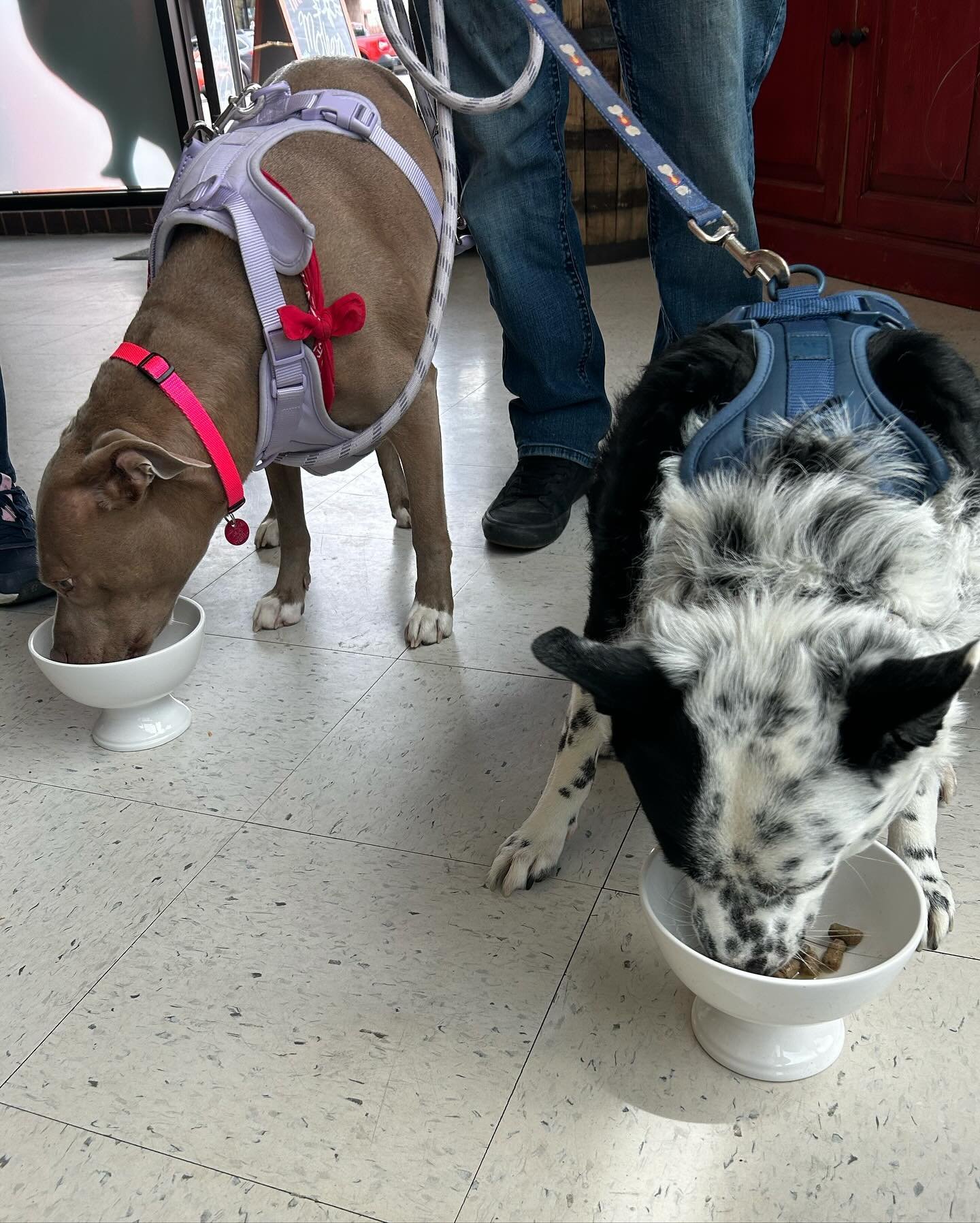 Pups love their free lattes &amp; oatmeals! We also have @frommfamily dog and cat kibble samples available today! 
😋 😋 😋 
#naturalpet #foco #smallbusiness