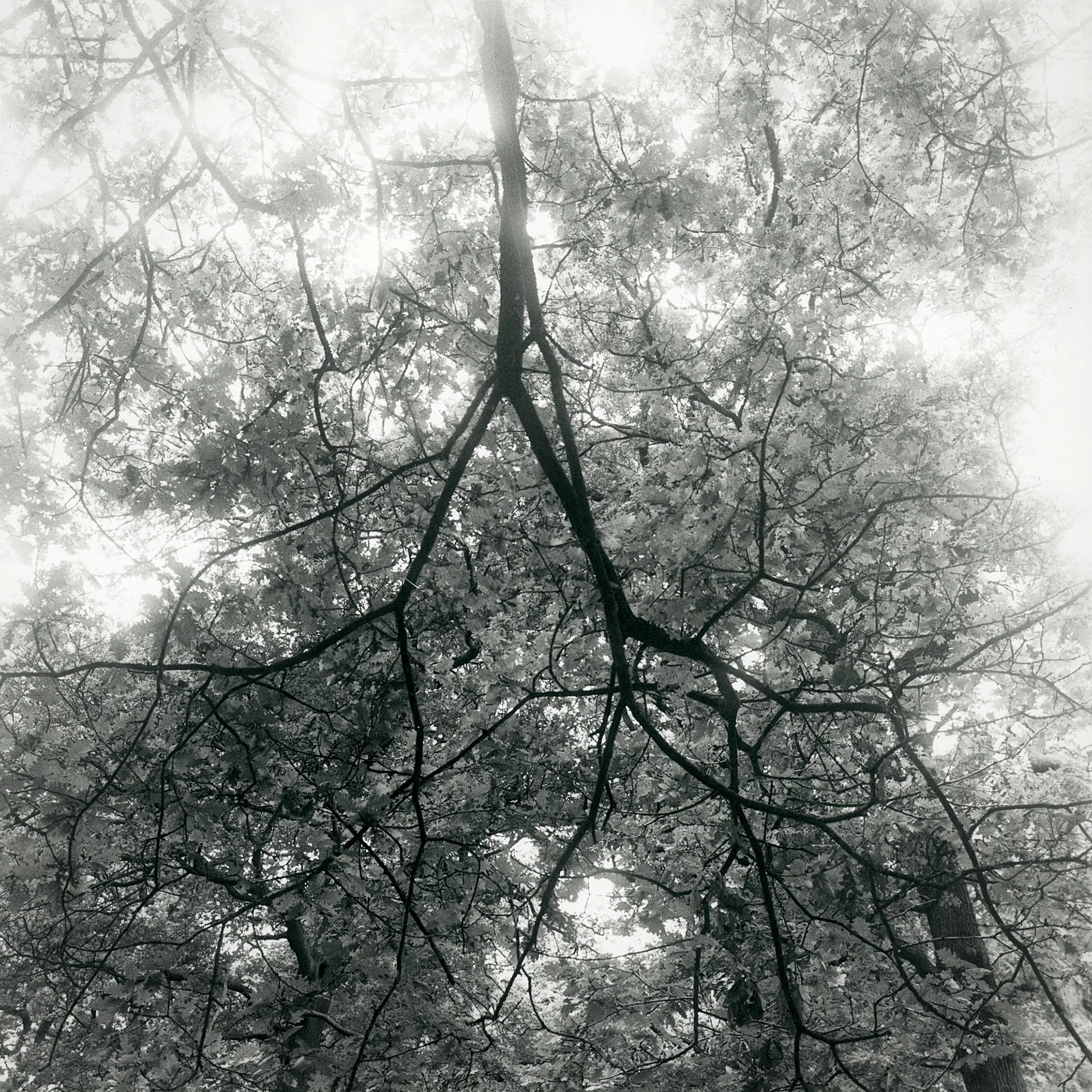 Richmond Park, Study 1, 2025.jpg