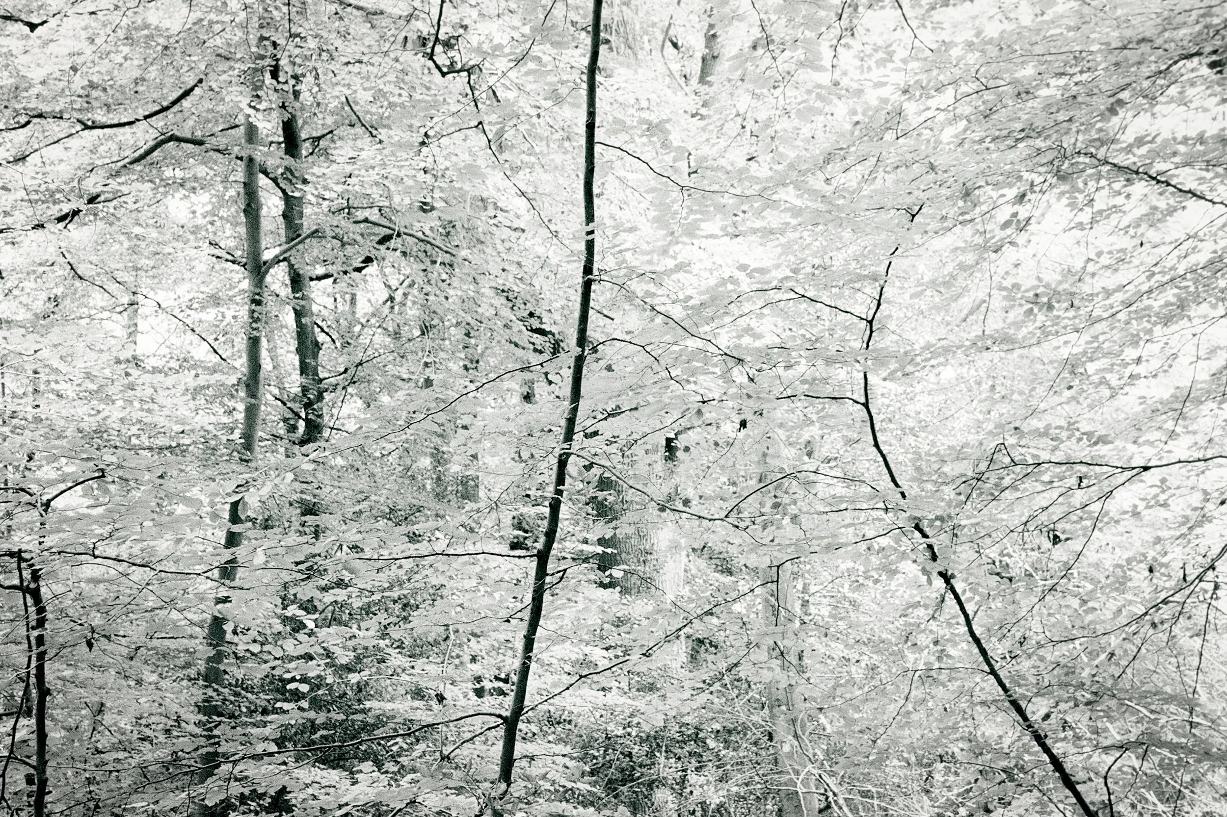 Burnham Beeches, Study 1, 2025.jpg