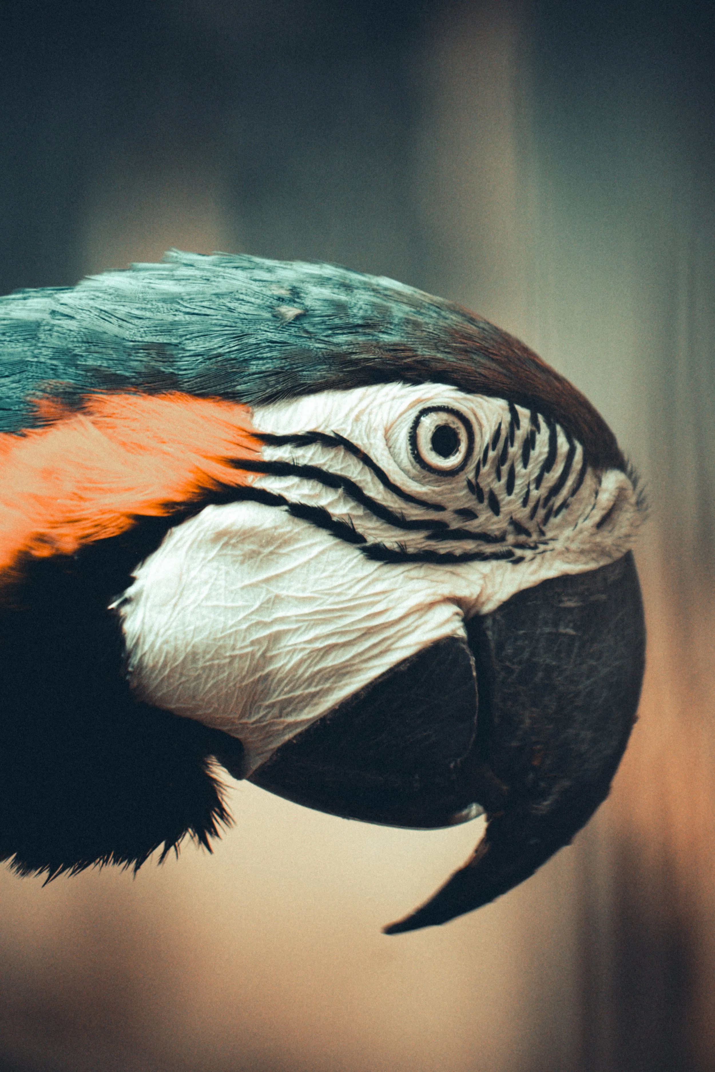 Parrot Portrait