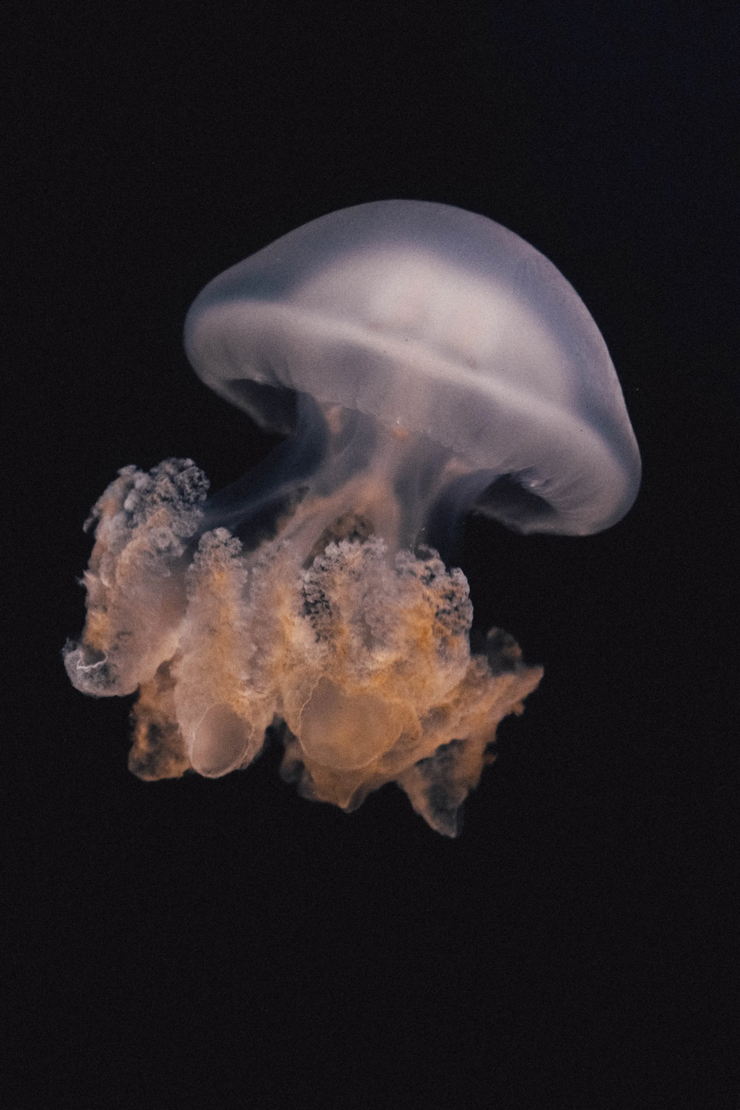 Jellyfish