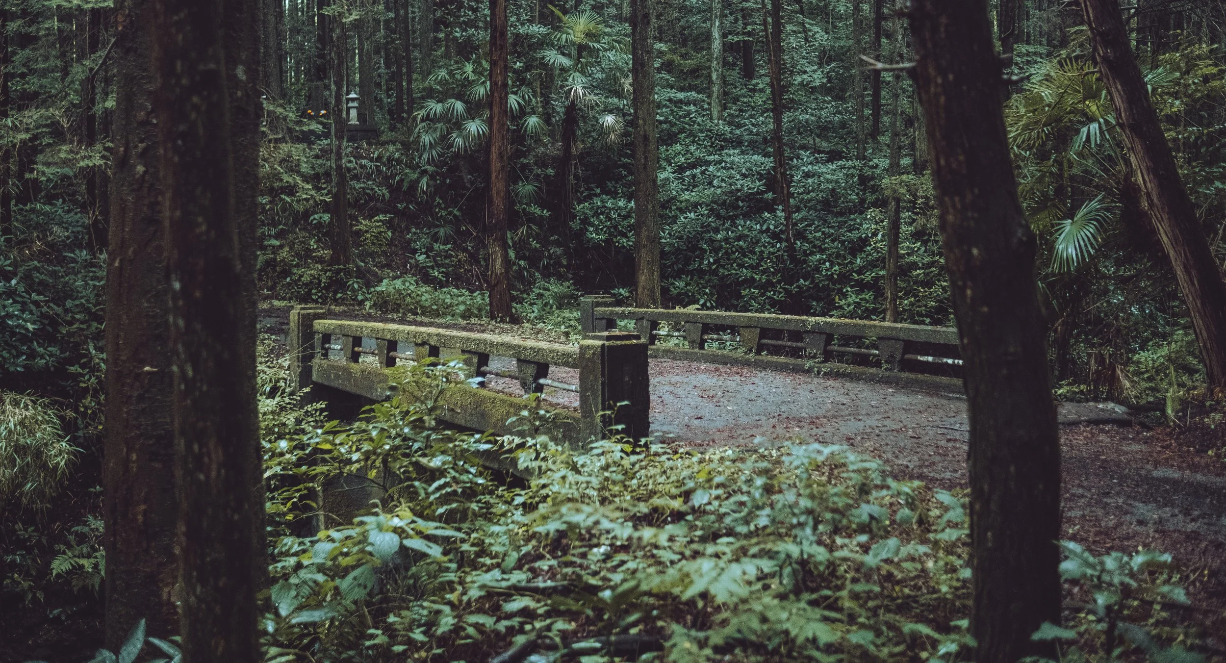 A bridge in the japanese woods
