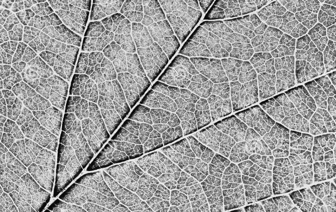 Redevenir une cellule