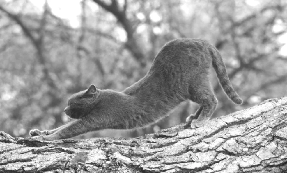 Sukha: une pratique du plaisir 