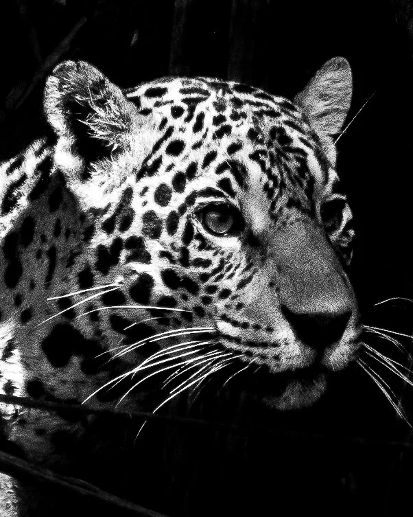 Jaguar close portrait B and W copy-2 copy.jpg