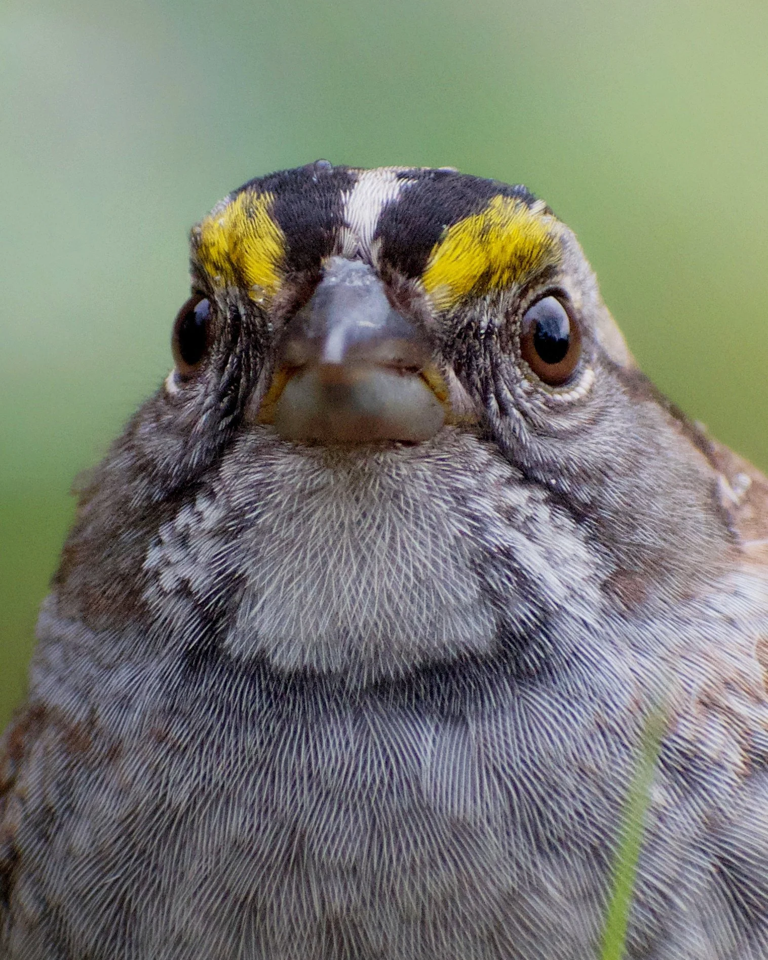 Finch portrait.jpg