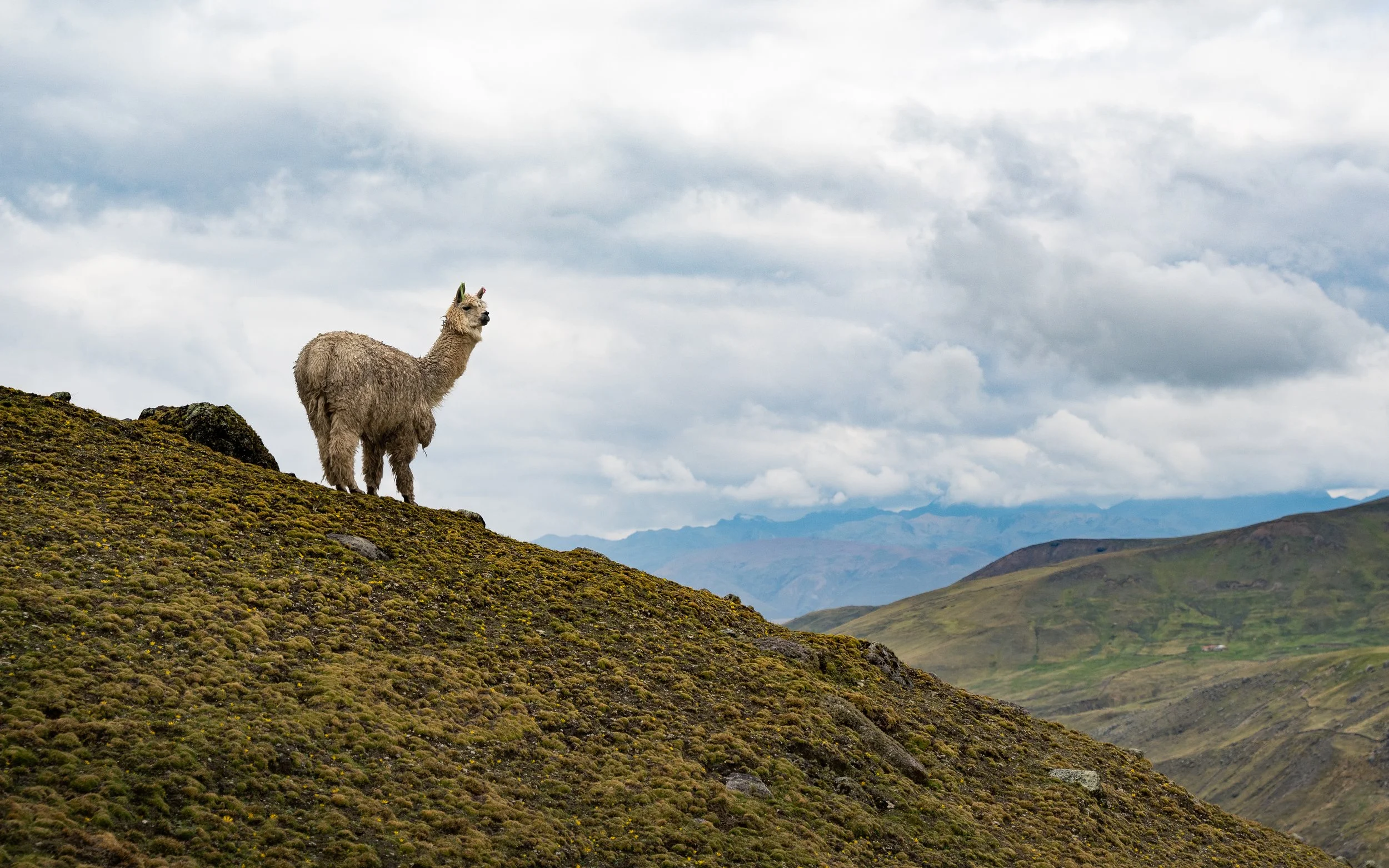 Ausangate Alpaca.jpg
