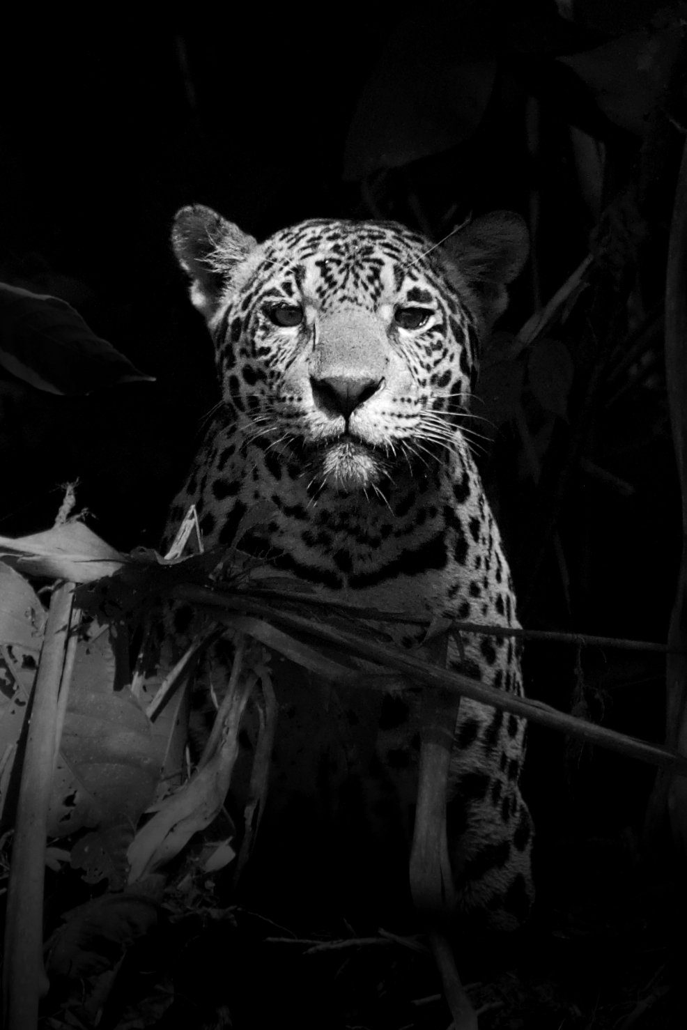 Jaguar Portrait BW.jpg